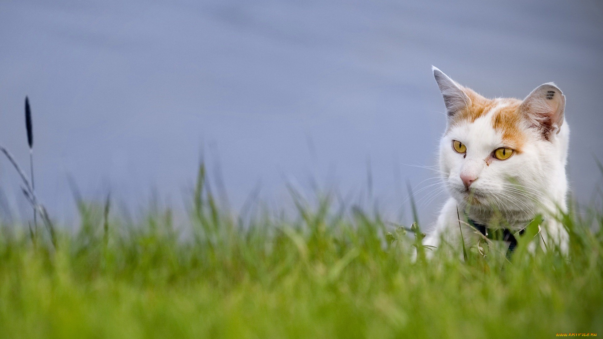 животные, коты