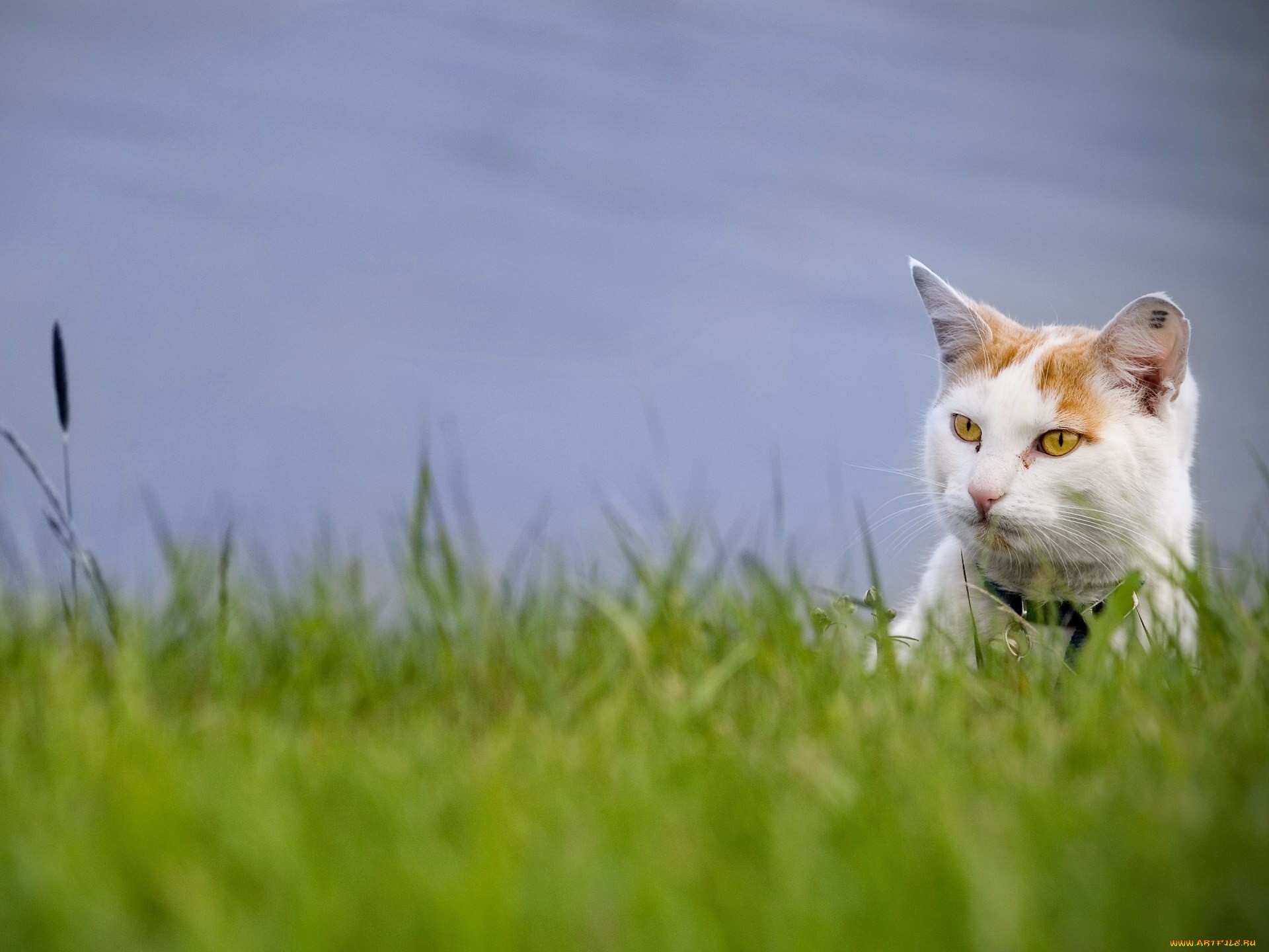 животные, коты