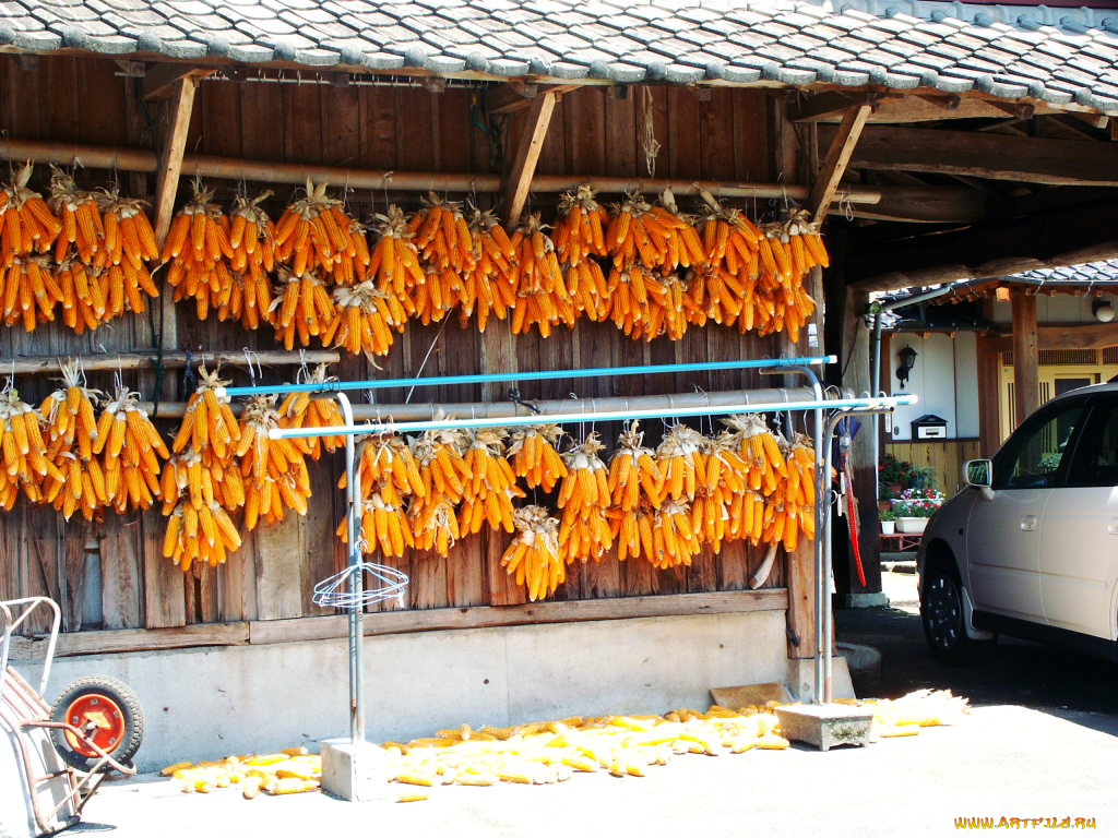 еда, кукуруза