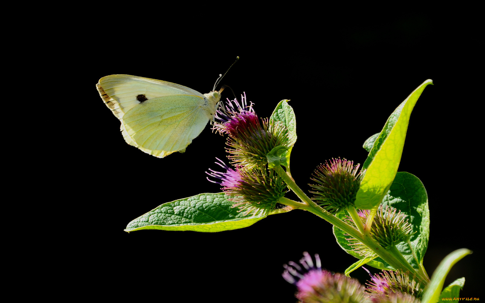 животные, бабочки, нектар, цветок