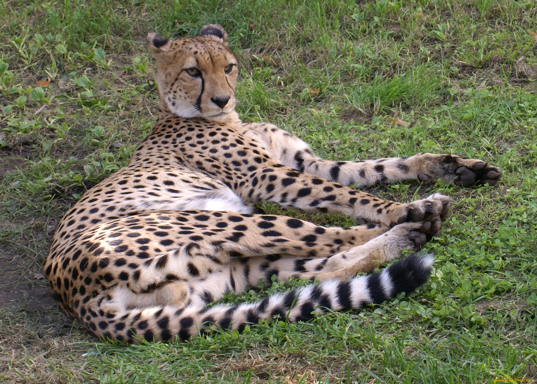 животные, гепарды, гепард