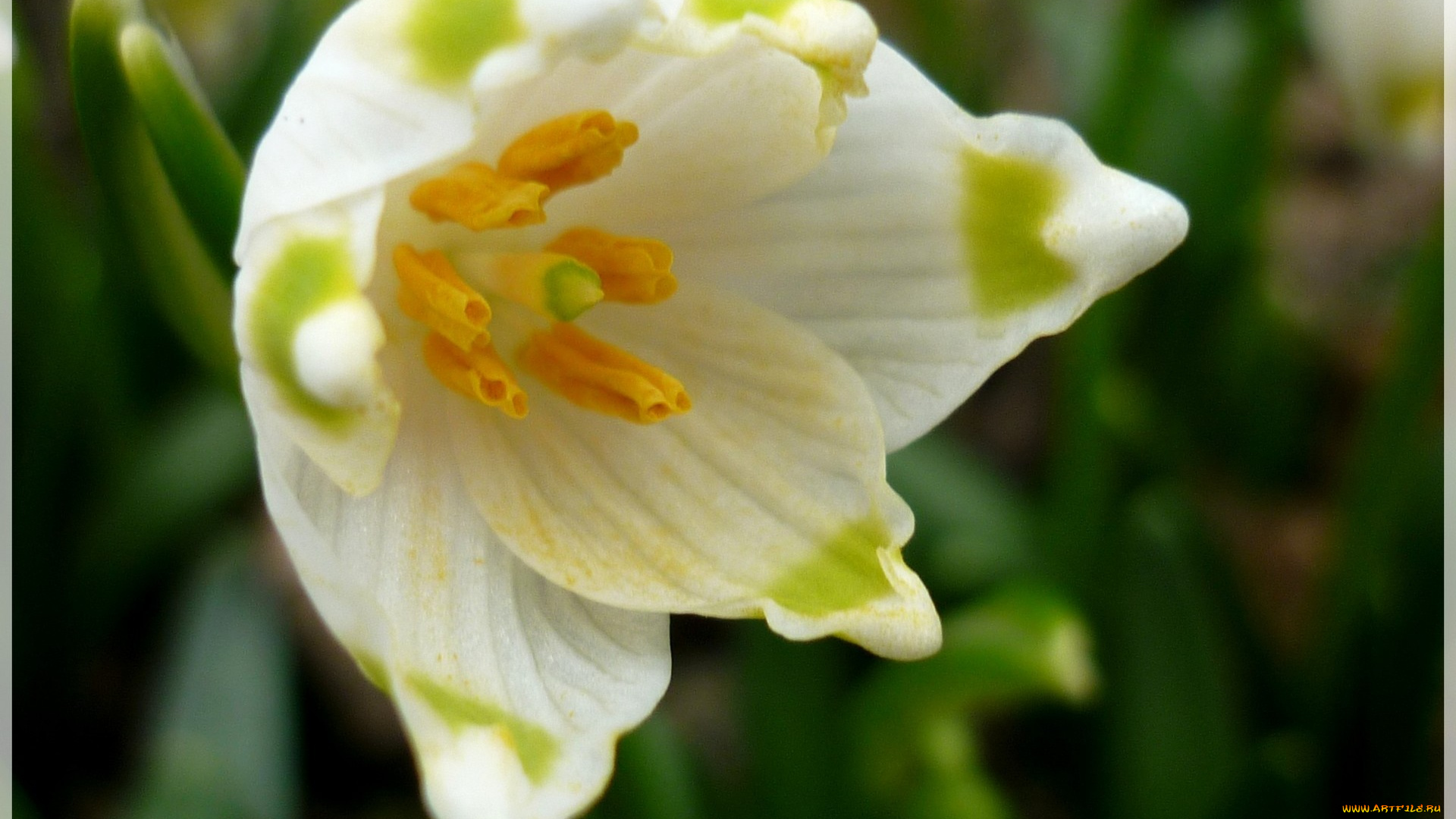 белоцветник, цветы, подснежники, крупно