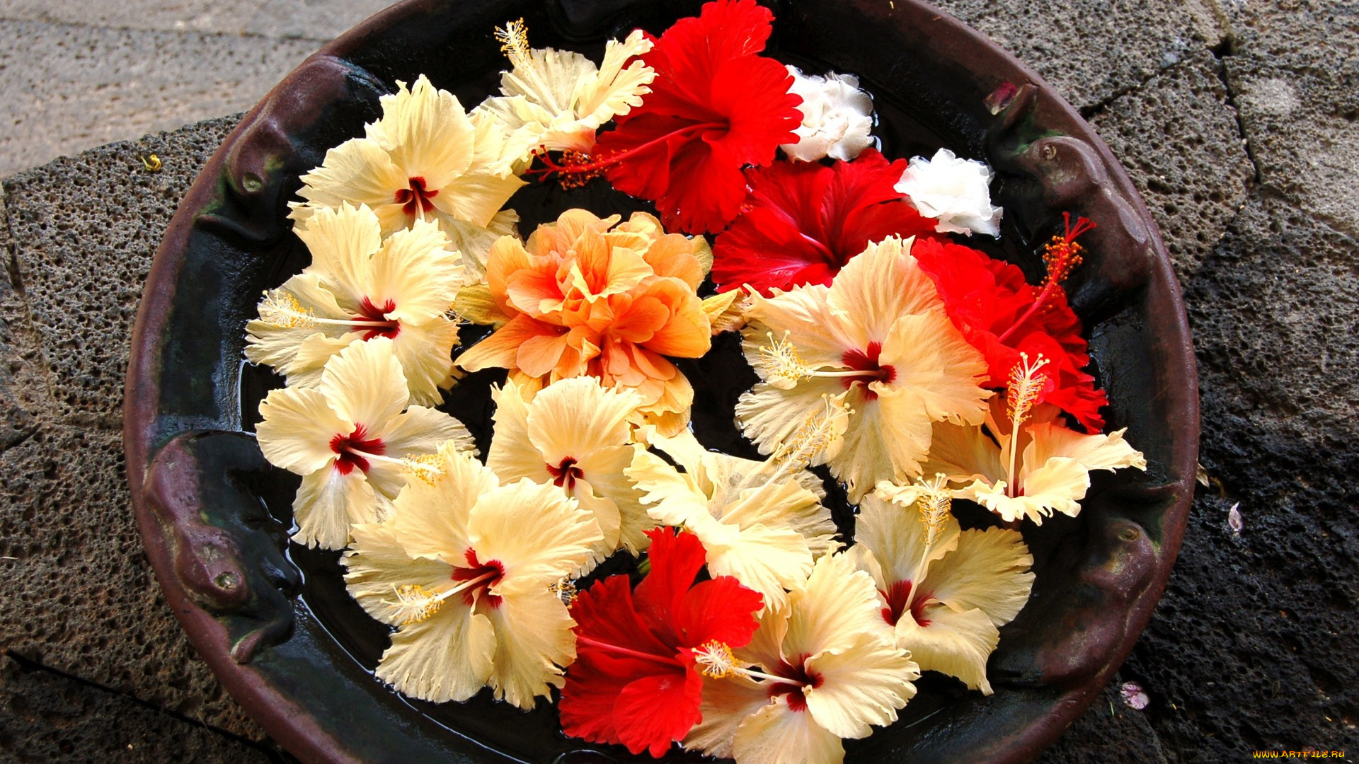 цветы, гибискусы, желтые, красные, кремовые