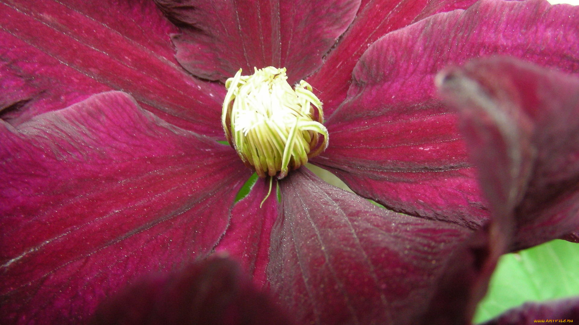 цветы, клематис, ломонос, макро