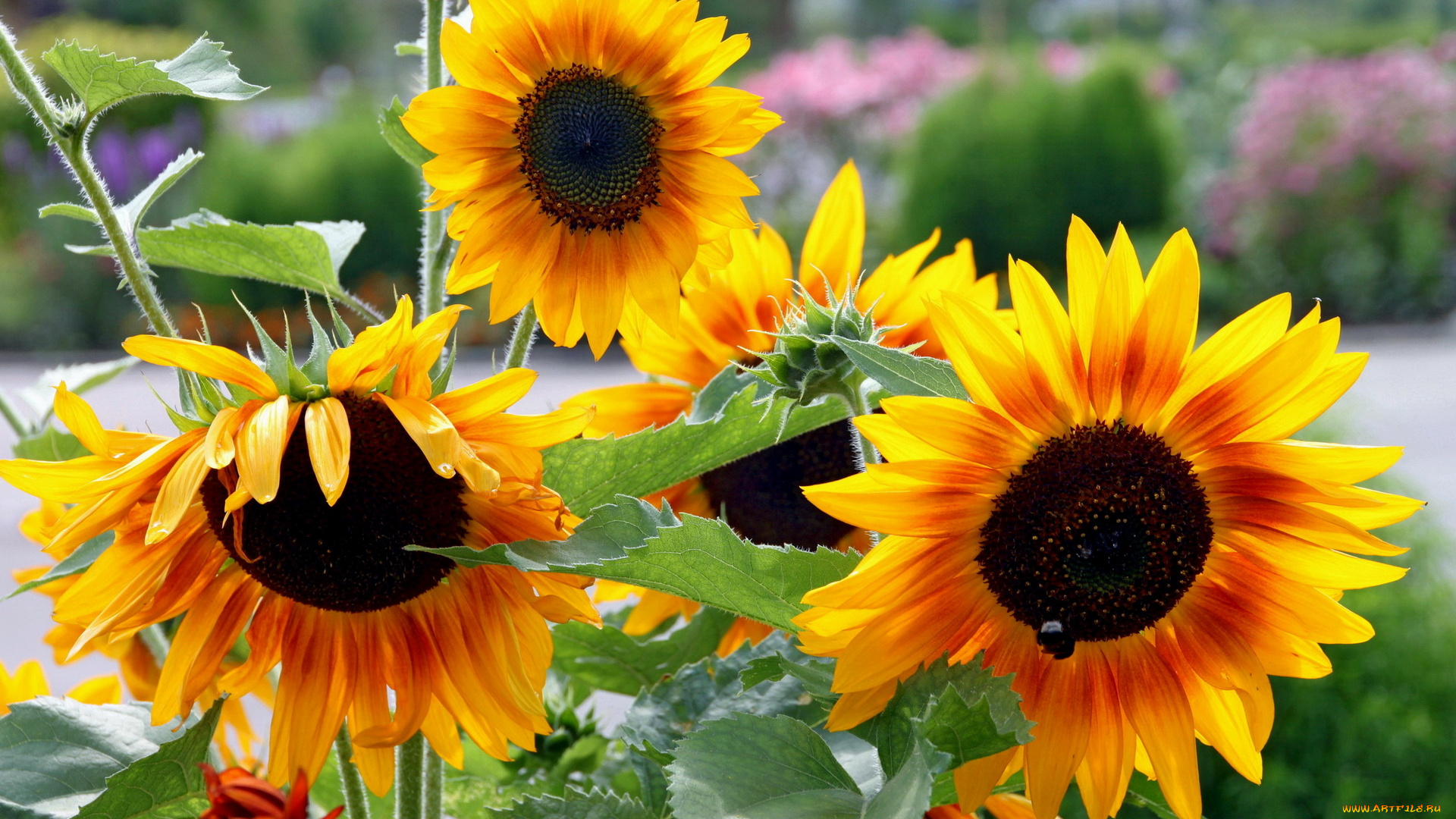 цветы, подсолнухи, лепестки