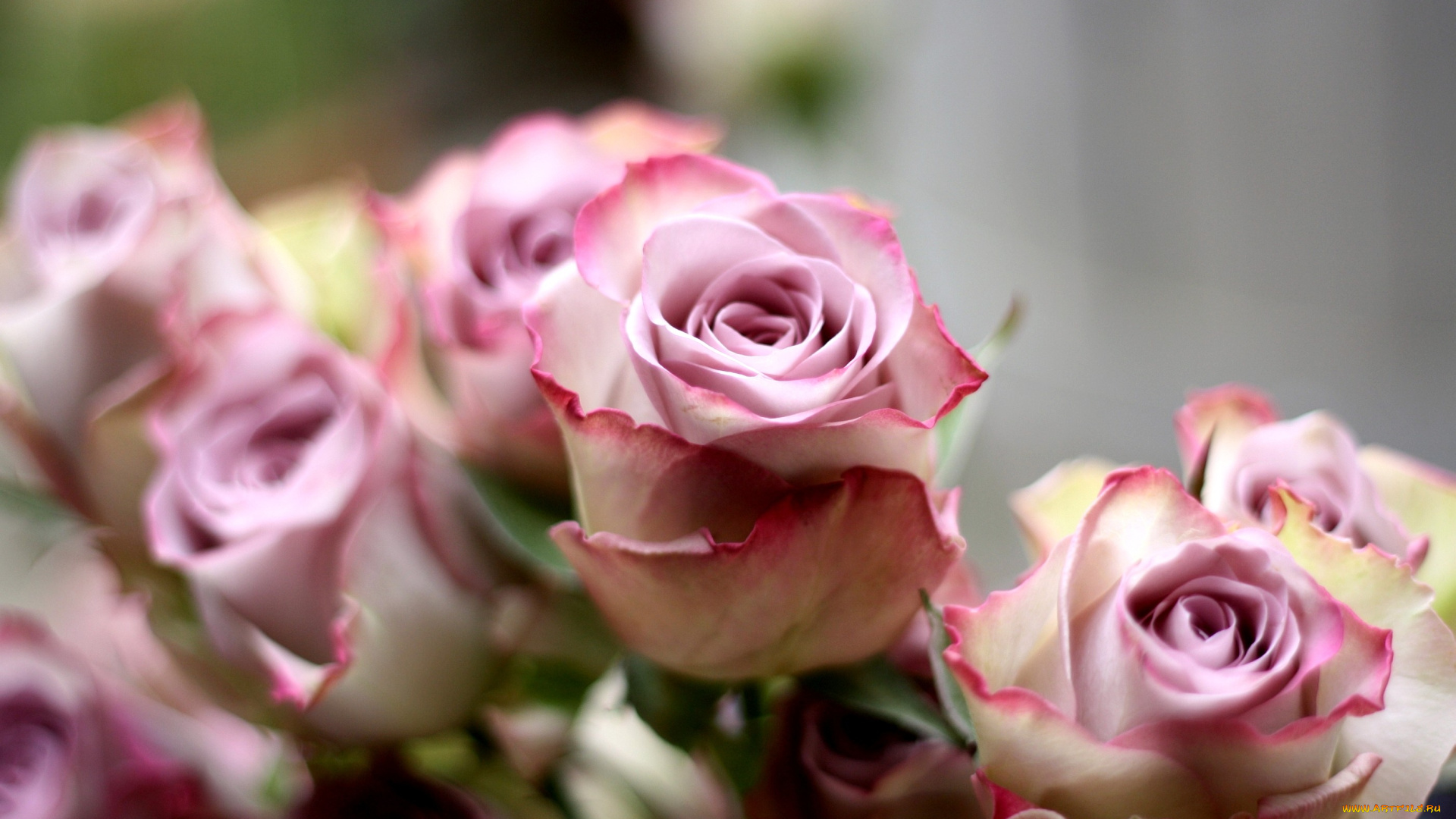 цветы, розы, розовый