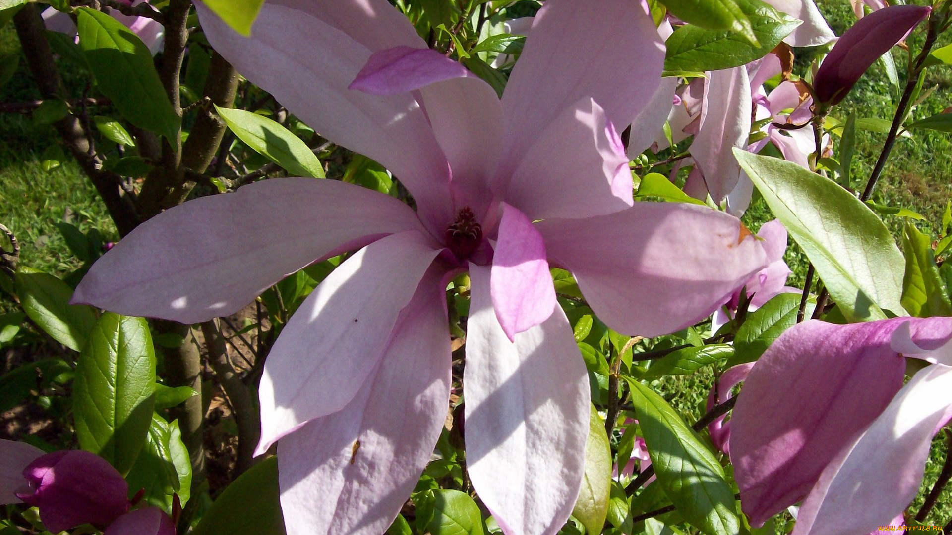 магнолия, цветы, магнолии, розовая