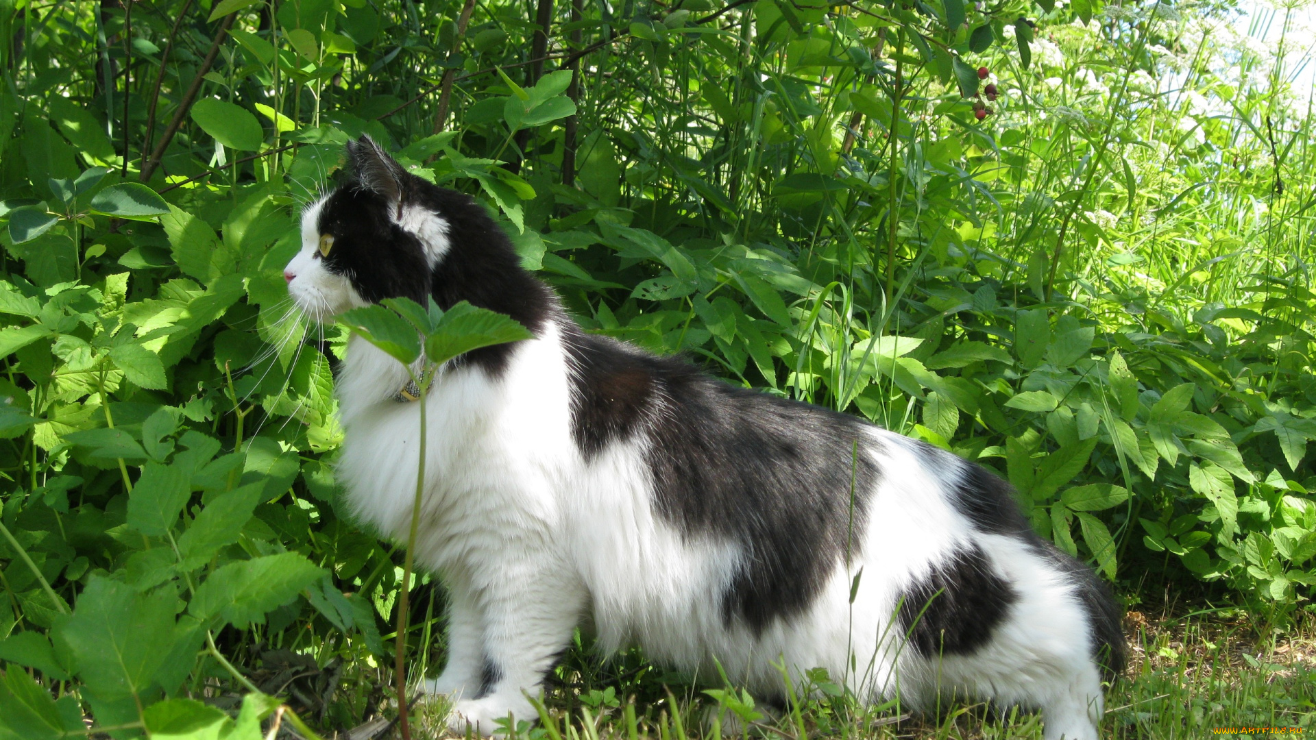 животные, коты, кот, кошка, кусты, листва