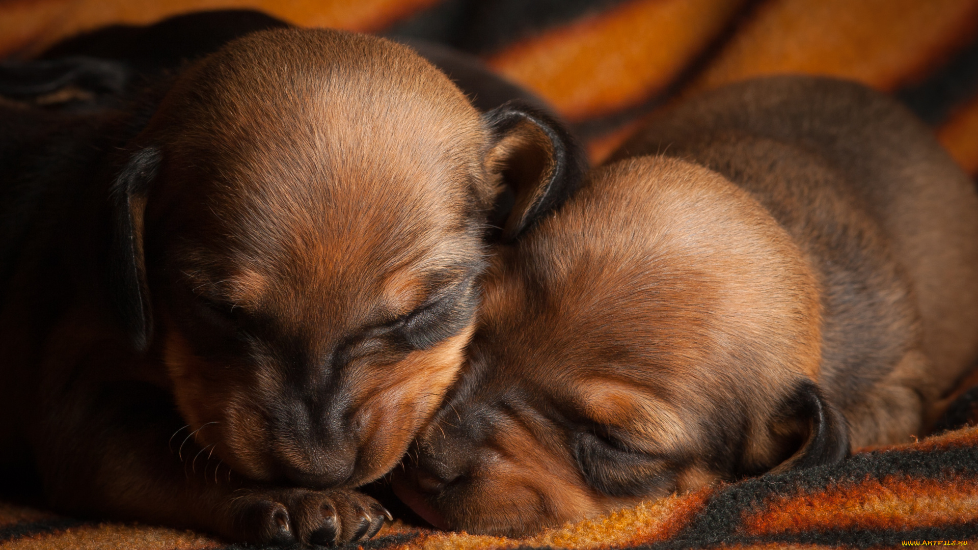 животные, собаки, щенок, собака