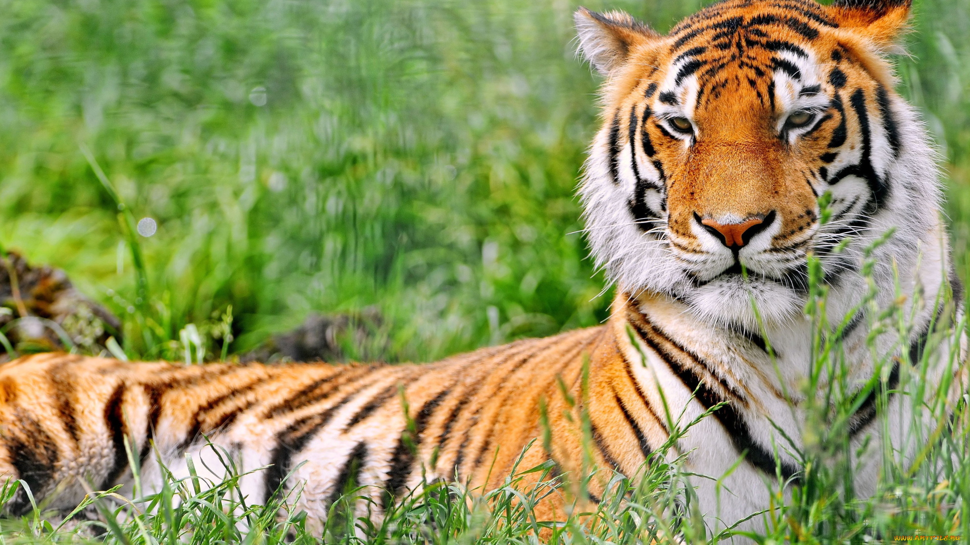 животные, тигры, тигр