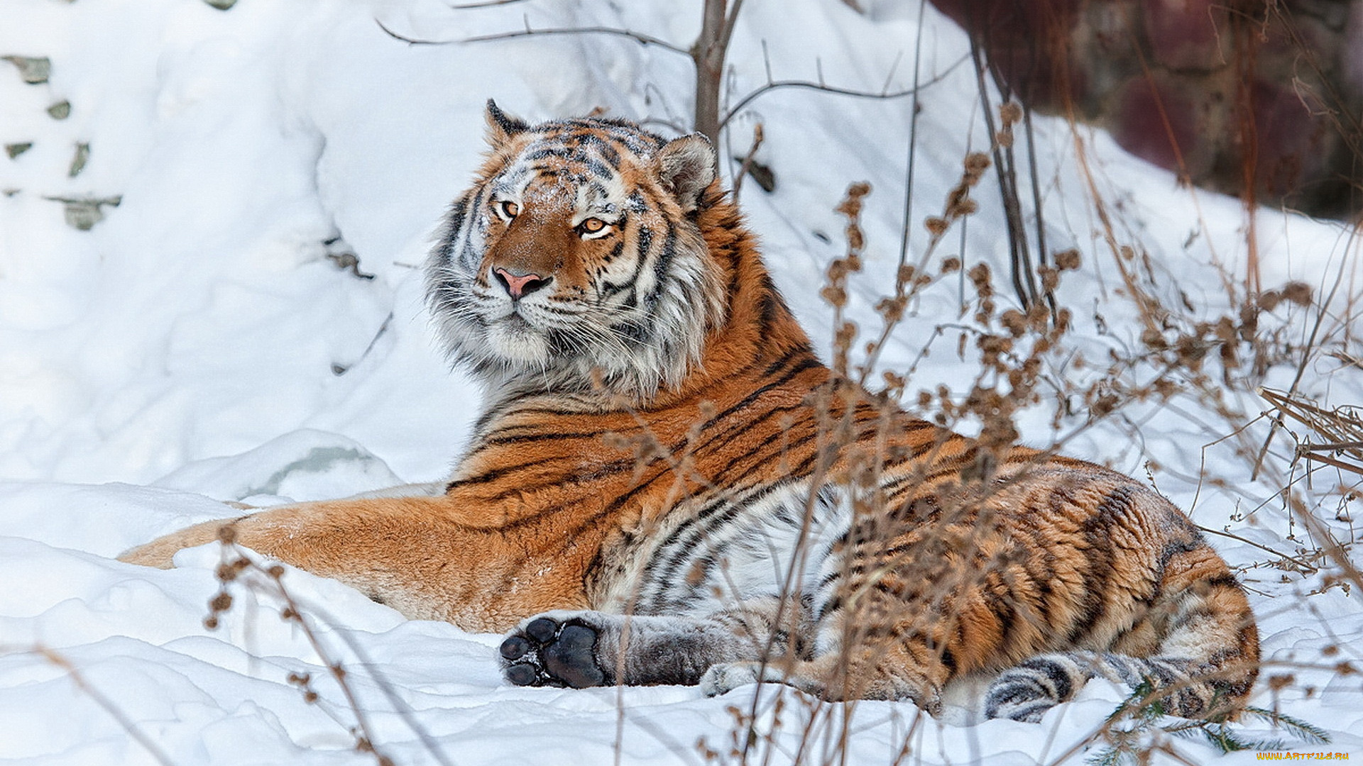 животные, тигры, тигр, снег