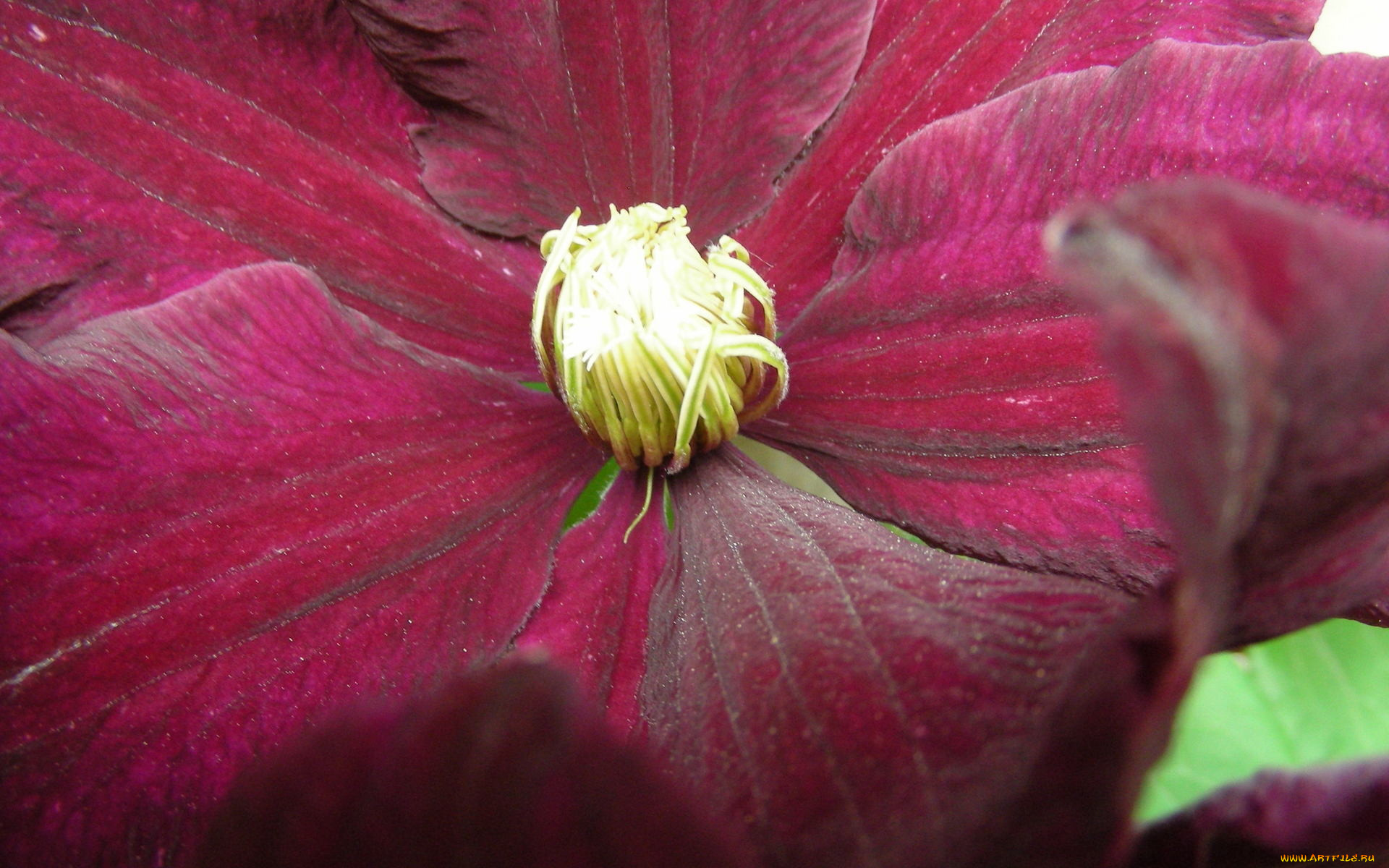 цветы, клематис, ломонос, макро