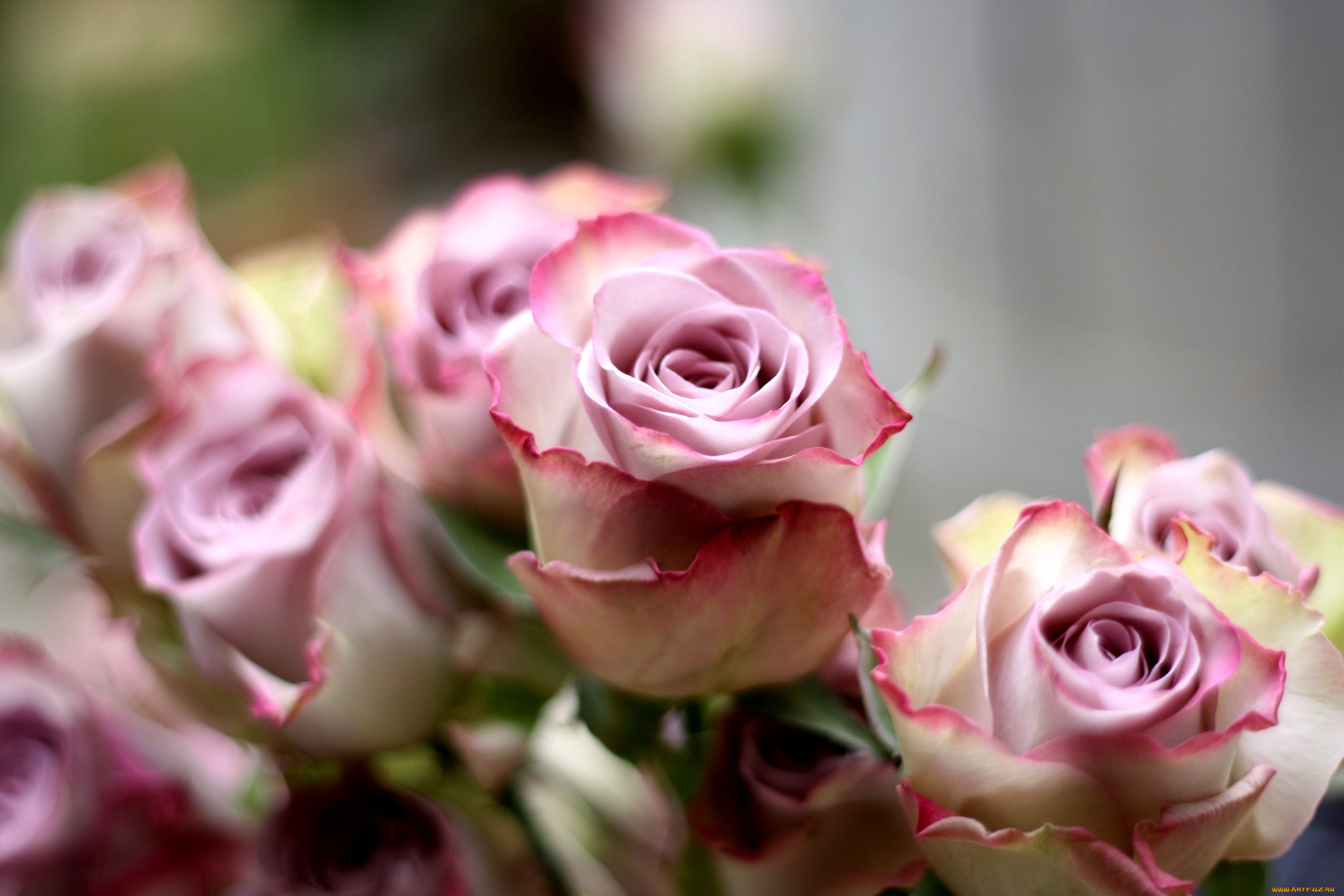 цветы, розы, розовый