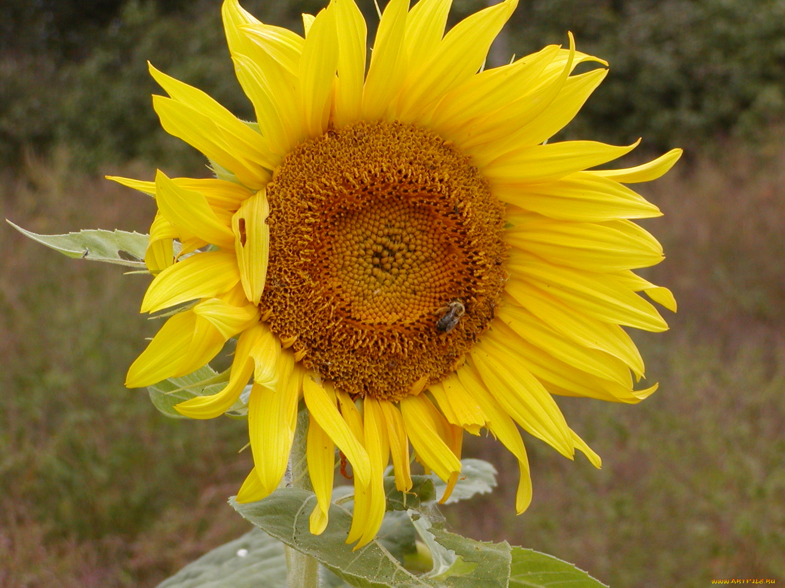 цветы, подсолнухи, подсолнух