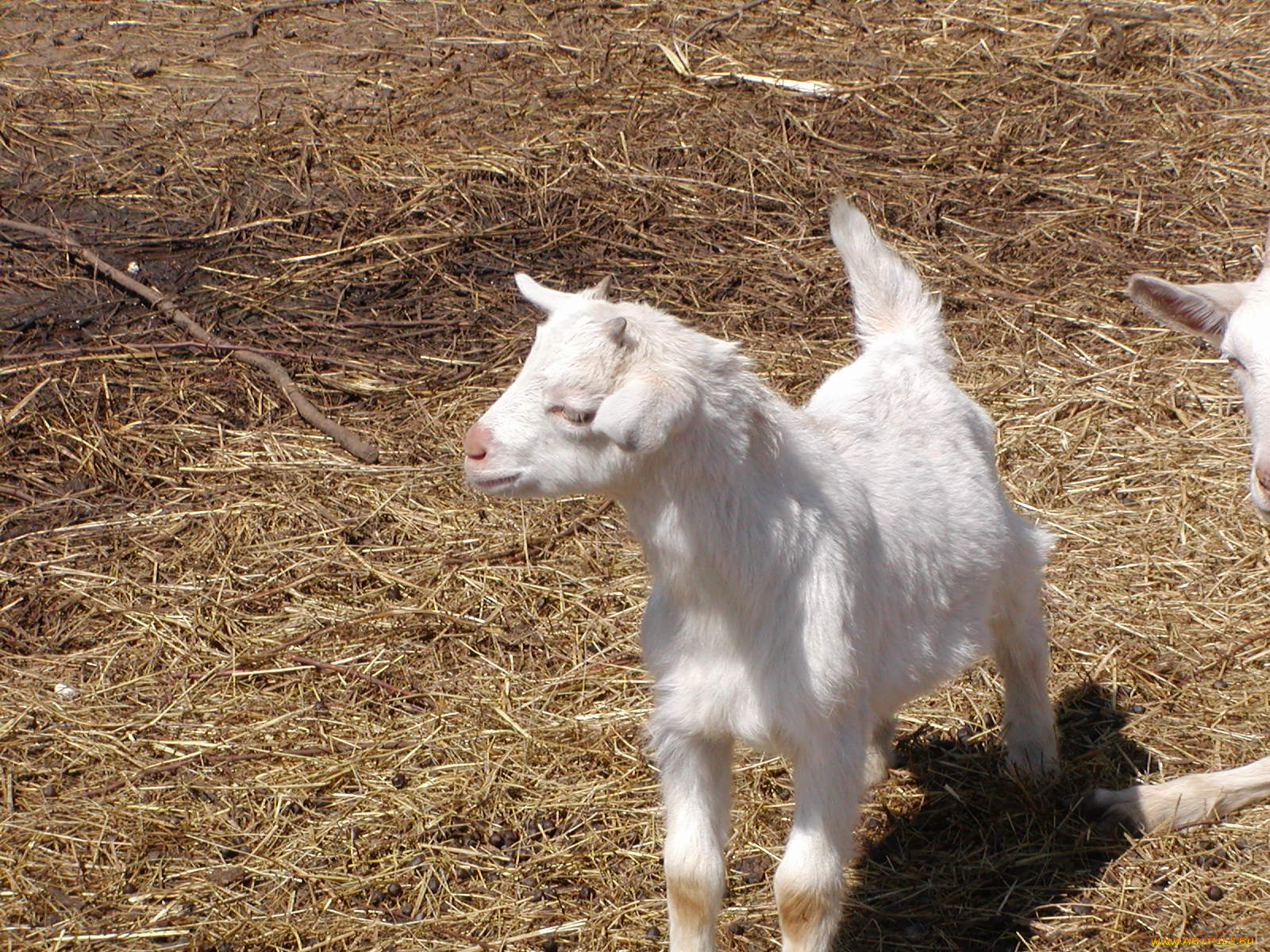 животные, козы, коза