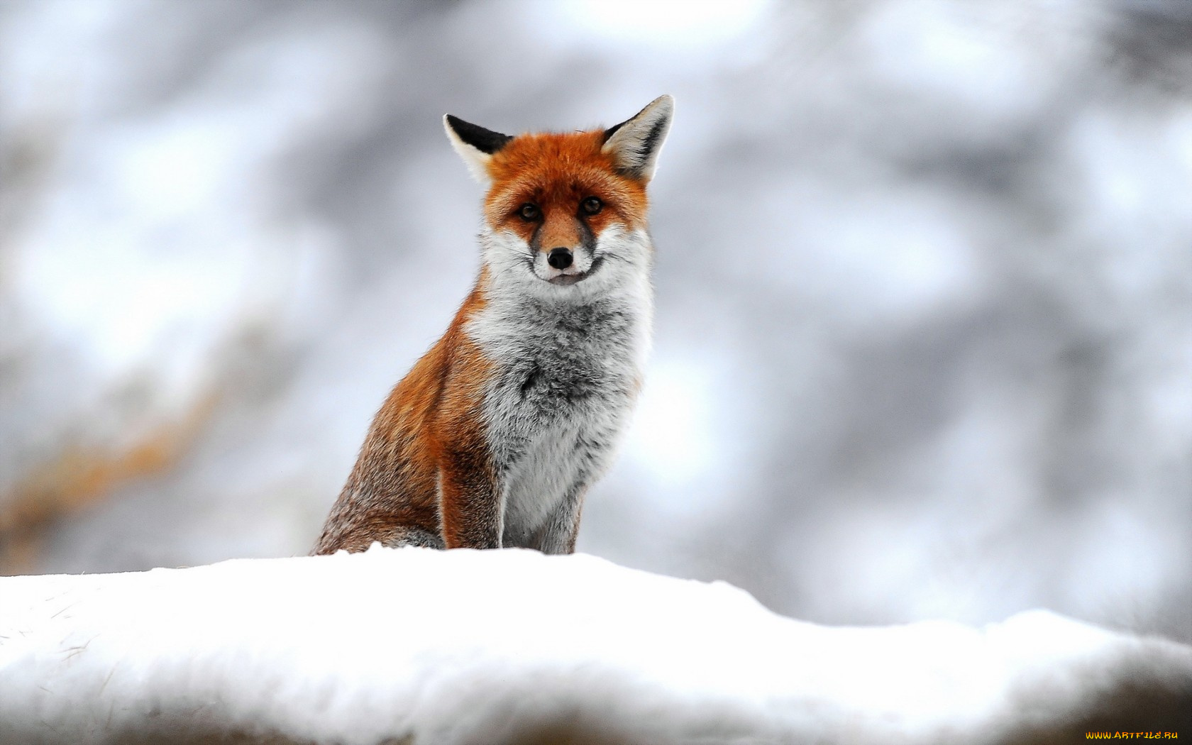 животные, лисы, снег, лиса