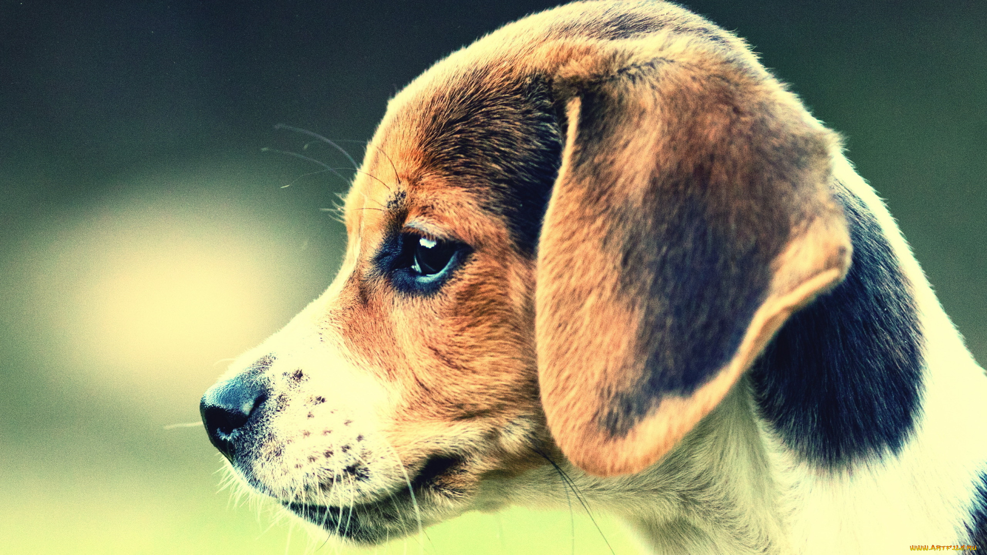 бигль, животные, собаки, собака, голова