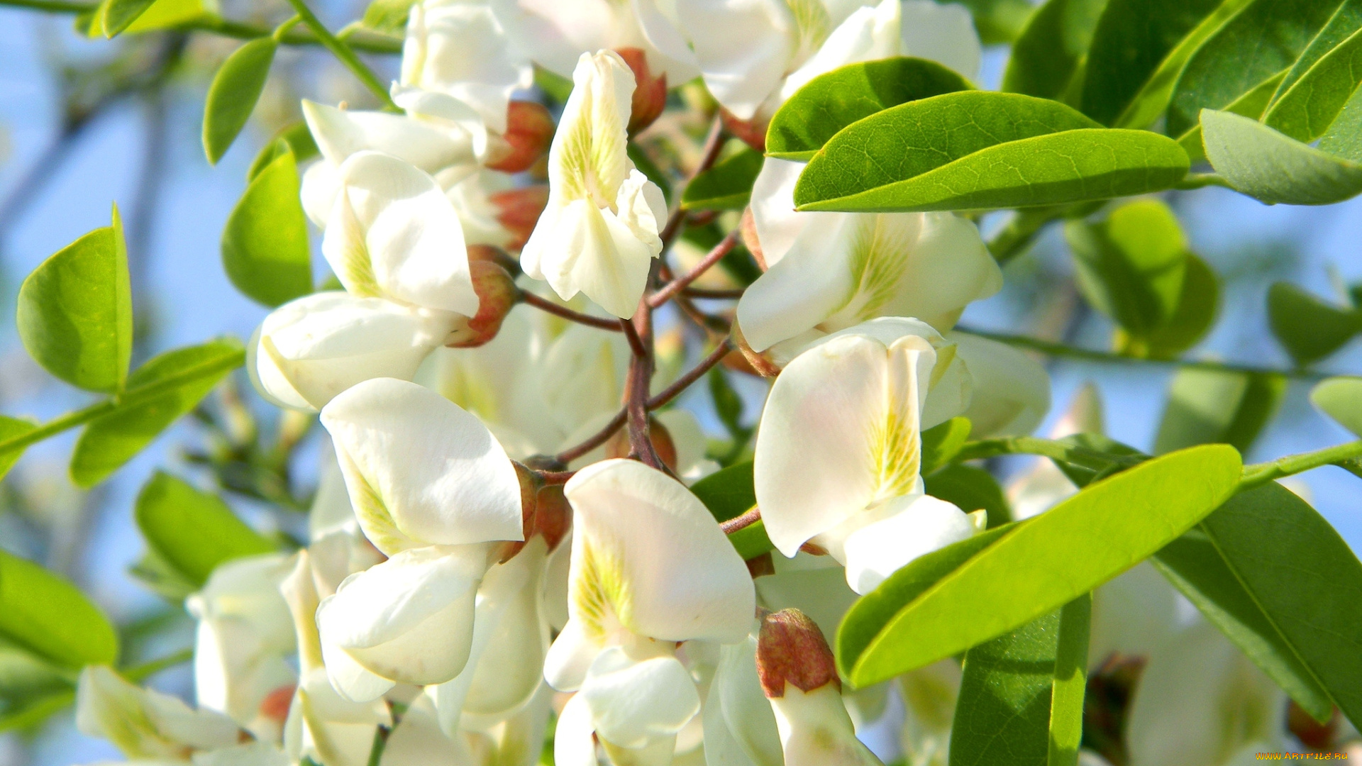 цветы, акация, белый