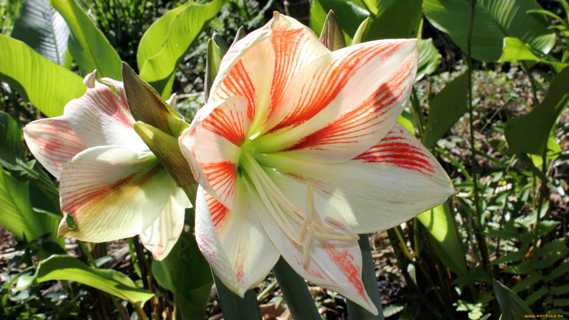 цветы, амариллисы, гиппеаструмы, amaryllis