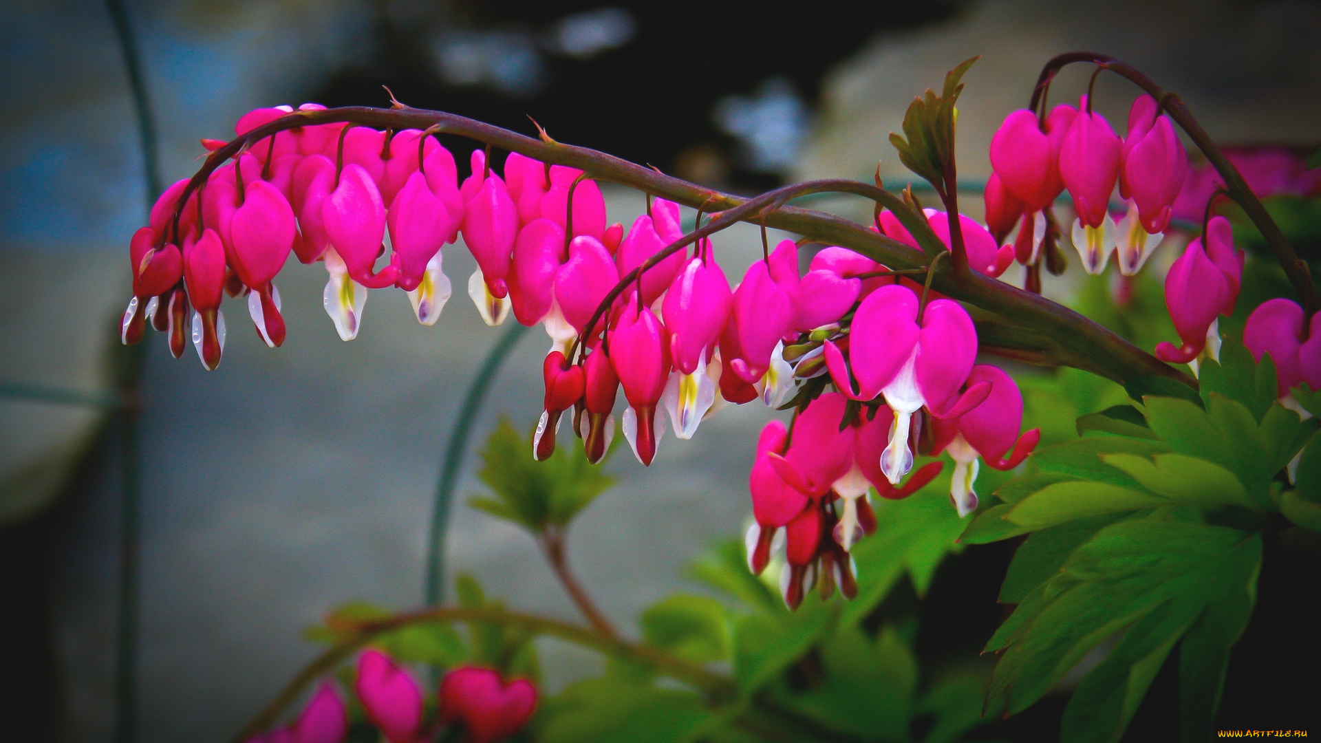 цветы, дицентра, разбитое, сердце