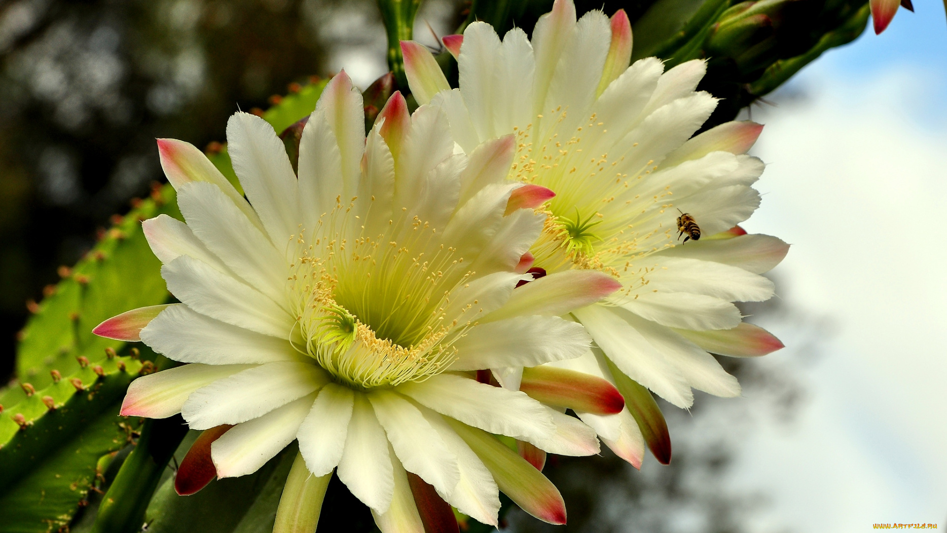 цветы, кактусы, белый