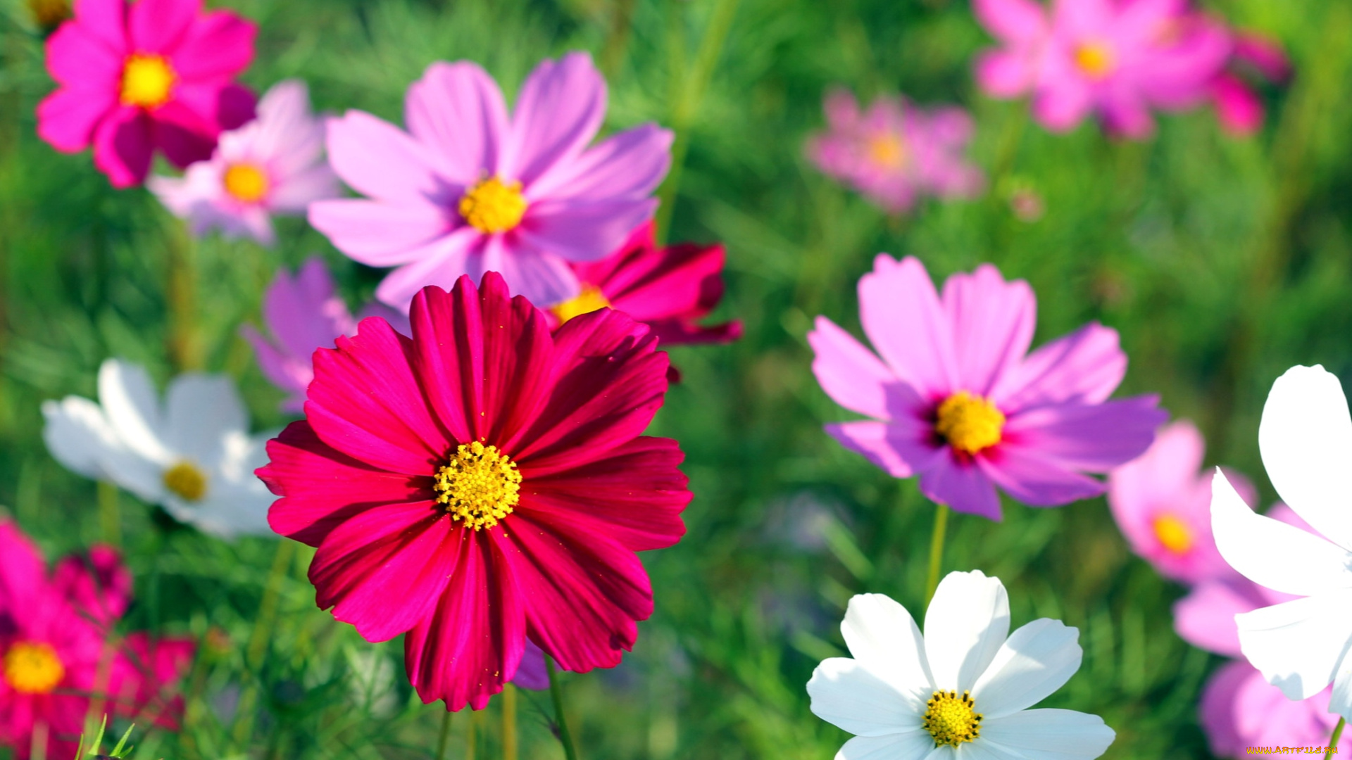 цветы, космея, яркий