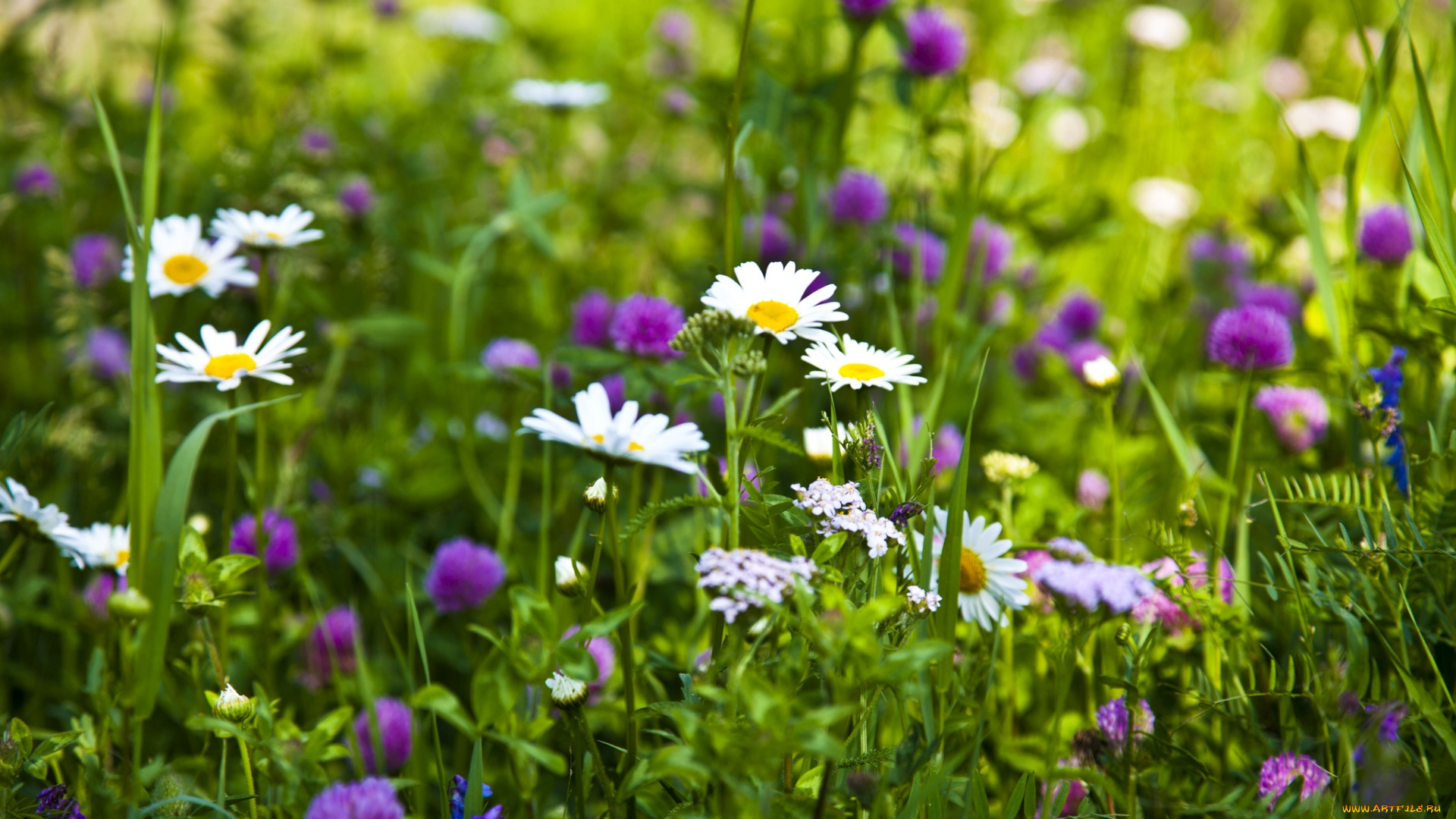 цветы, луговые, полевые, ромашки, клевер, трава