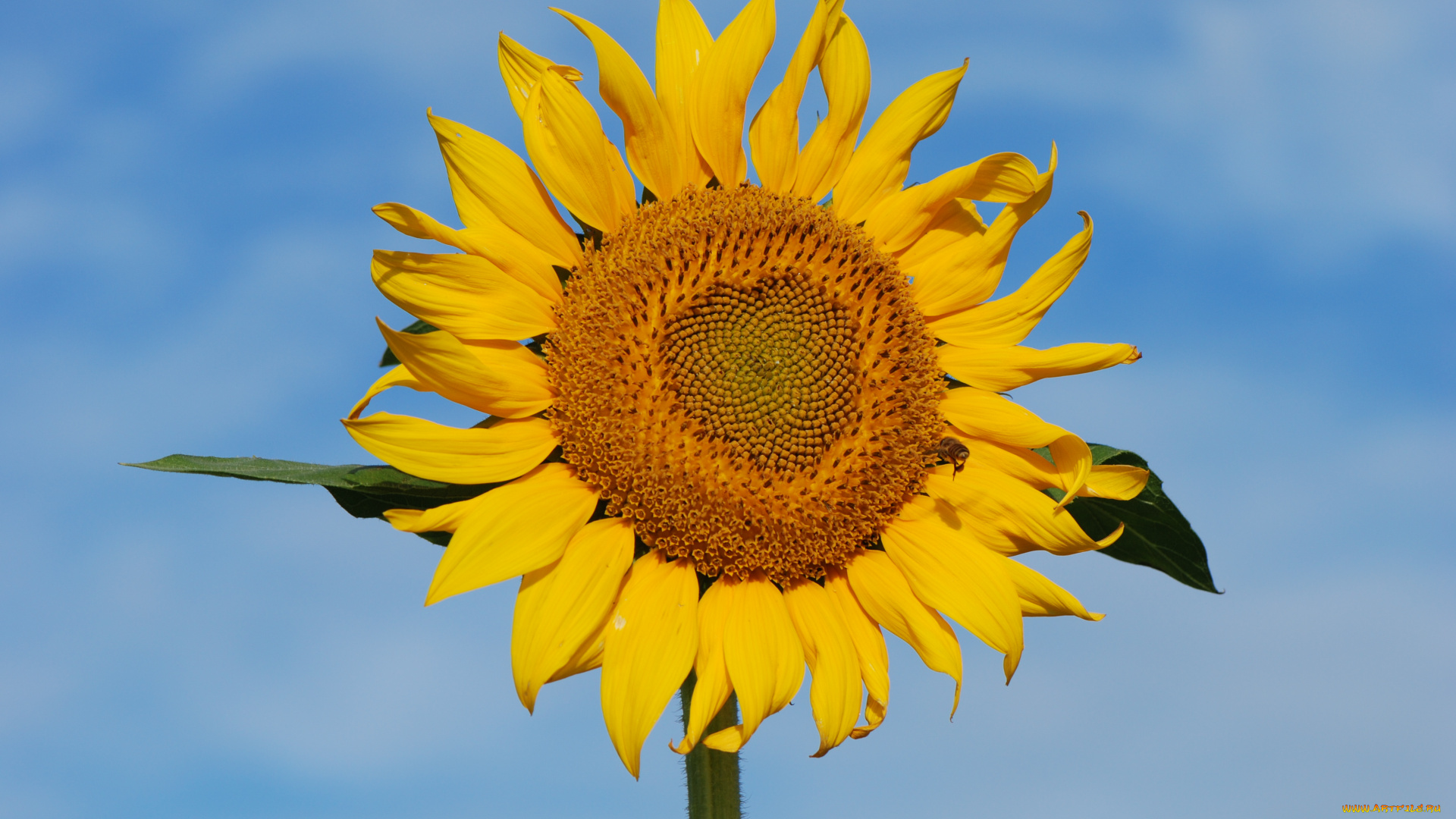 цветы, подсолнухи, подсолнух