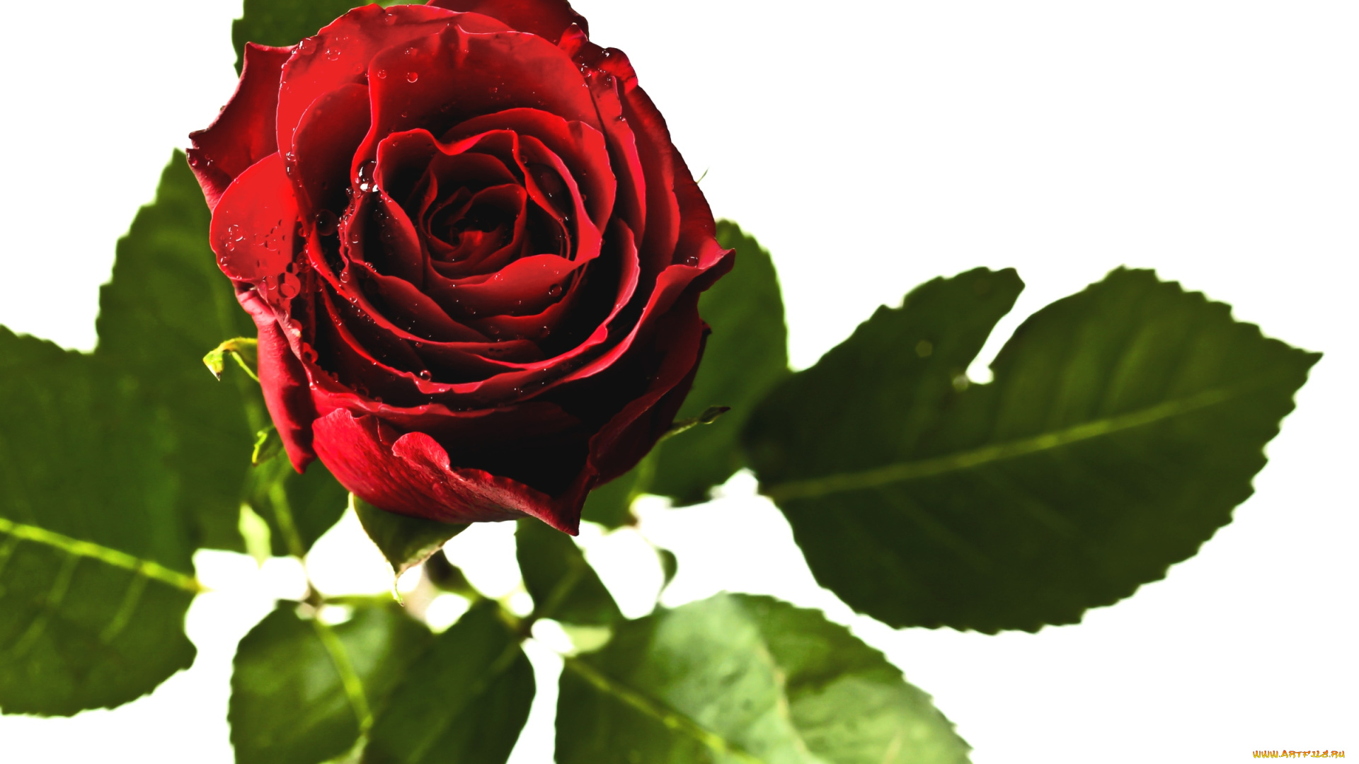 цветы, розы, капли, красный