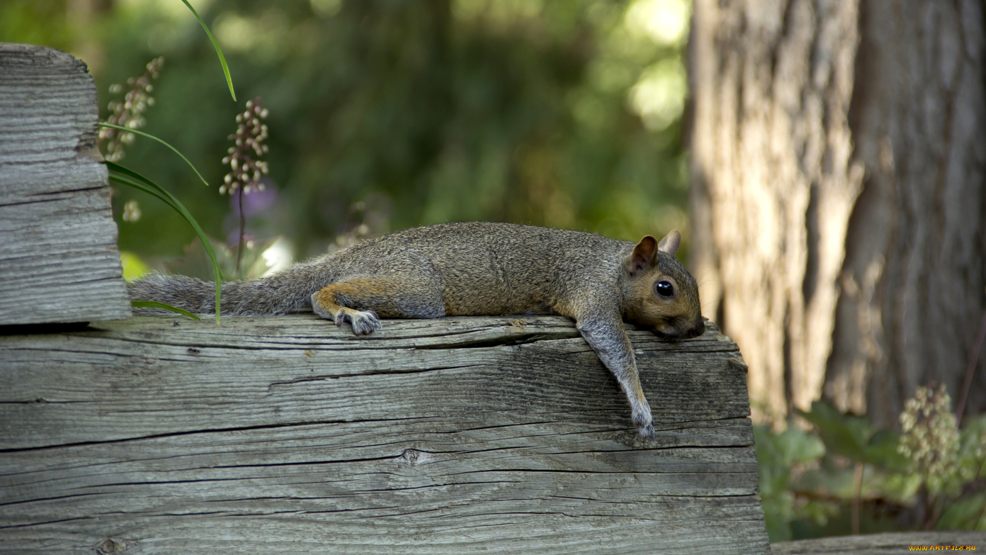 tired, of, gathering, nuts, животные, белки, бревно, уставшая, белка