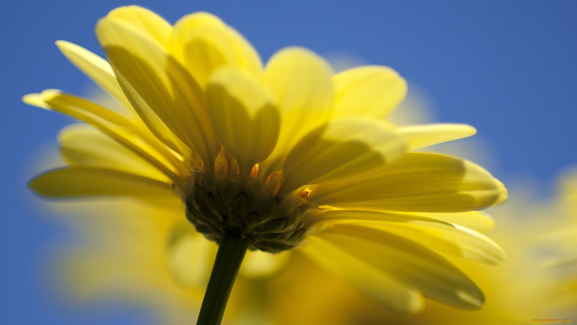 yellow, daisy, цветы, ромашки, цветок, ромашка, желтая