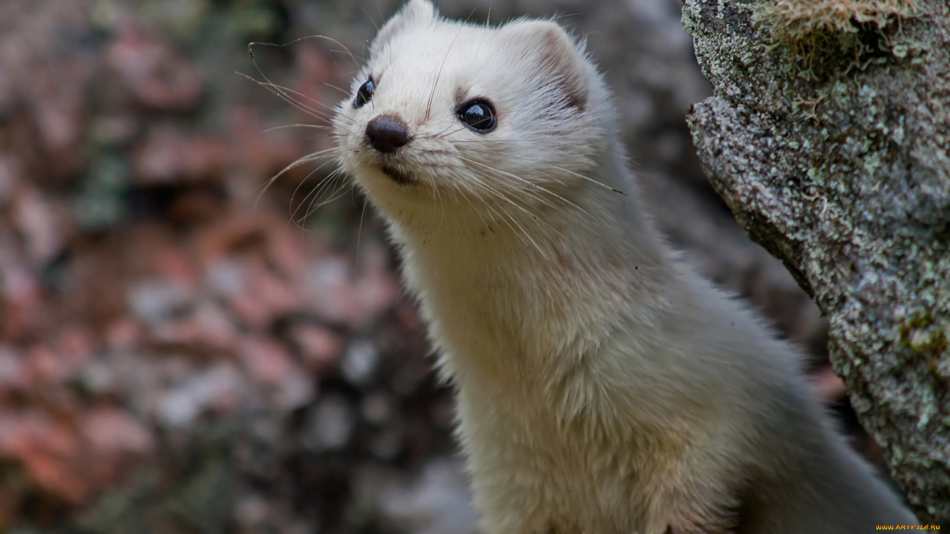 животные, хорьки, ласки, соболи, горностаи, куницы, горностай