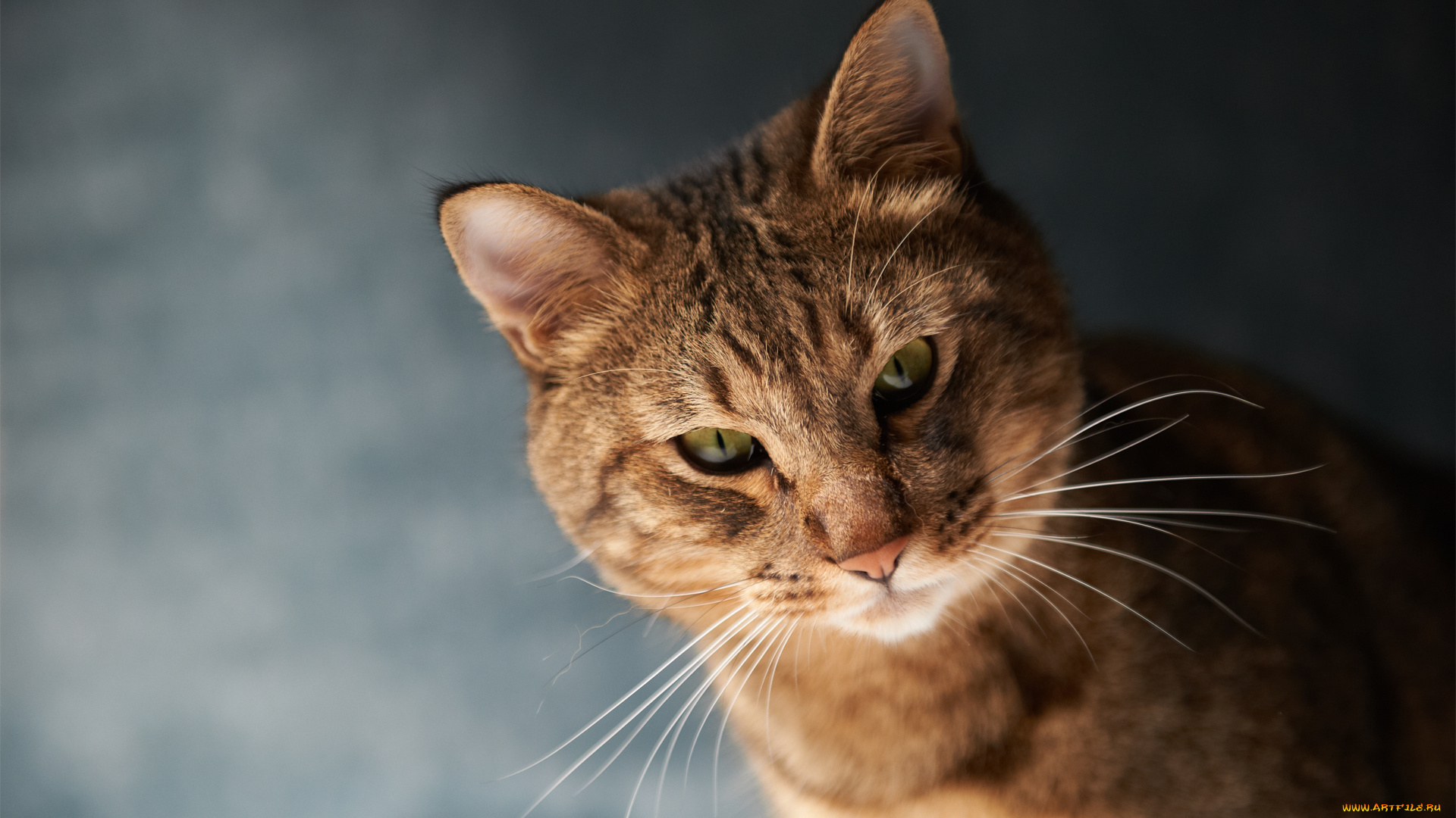 животные, коты, кот, морда, усы, фон