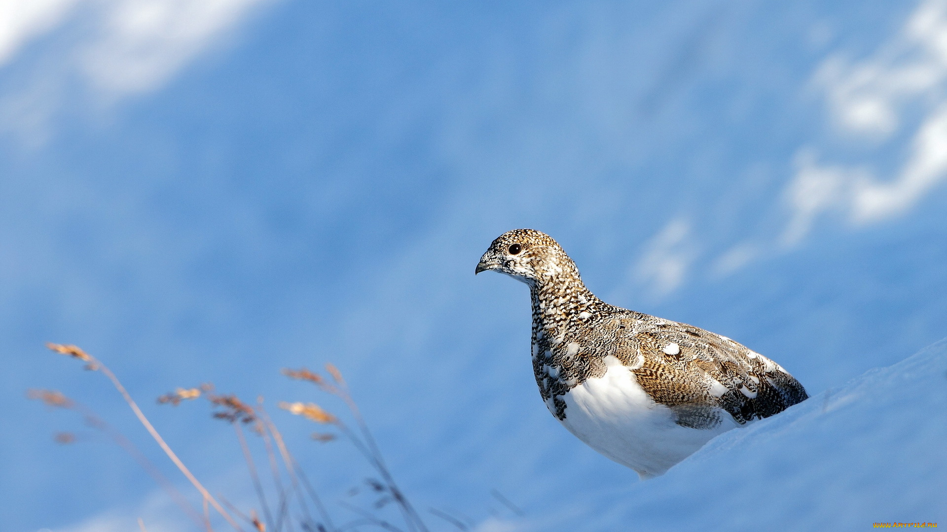 животные, куропатки, рябчики, перепела, снег, куропадка