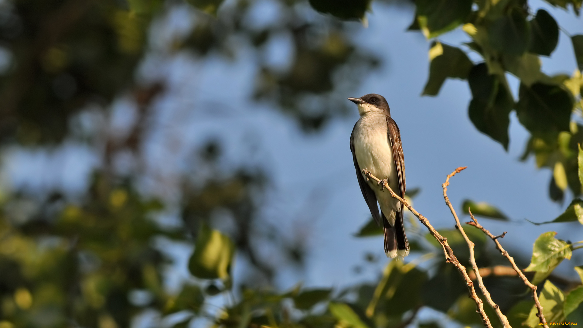 животные, ласточки, листья, ветви, дерево