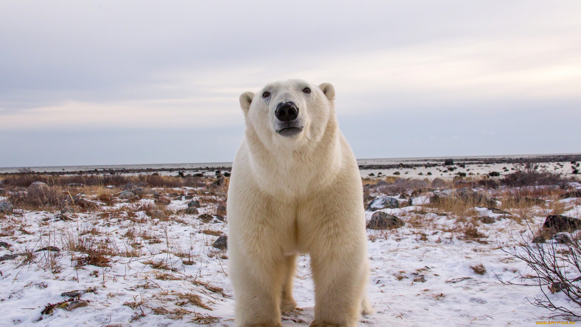 животные, медведи, белый, медведь