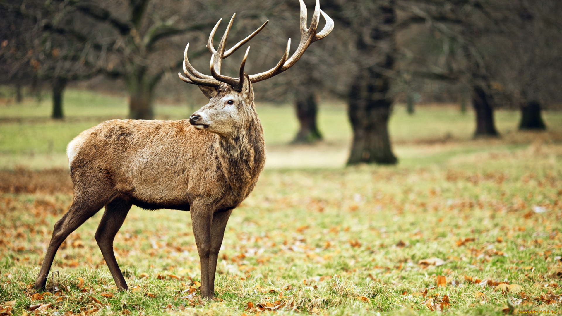 животные, олени, лес, олень