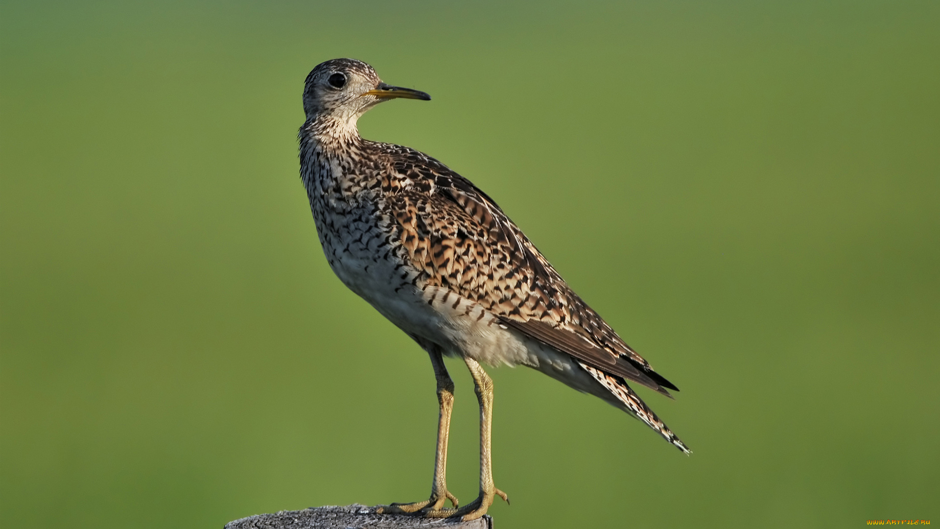 животные, птицы, длиннохвостый, песочник, пень, upland, sandpiper, столб