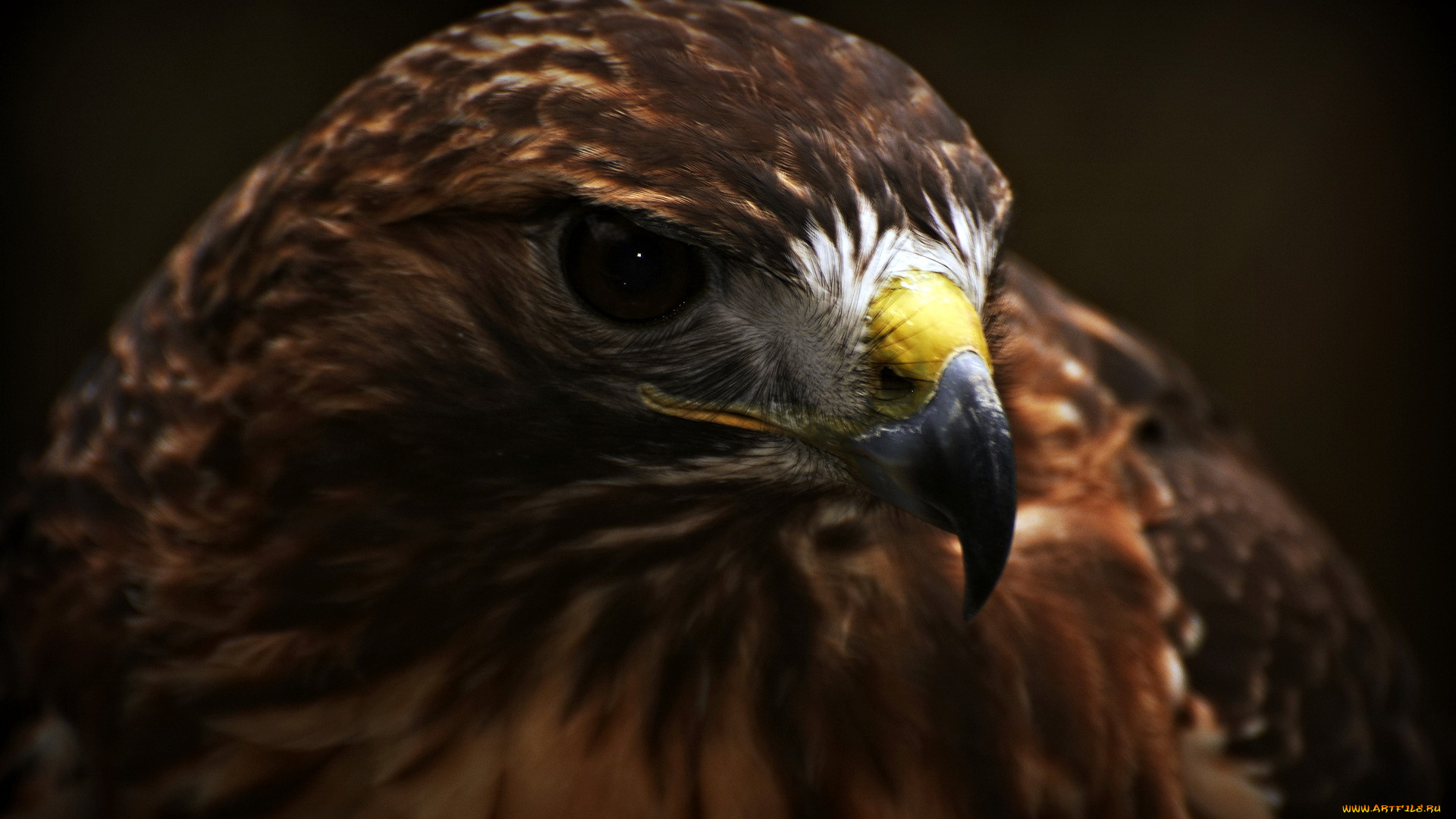 животные, птицы, хищники, орёл, макро