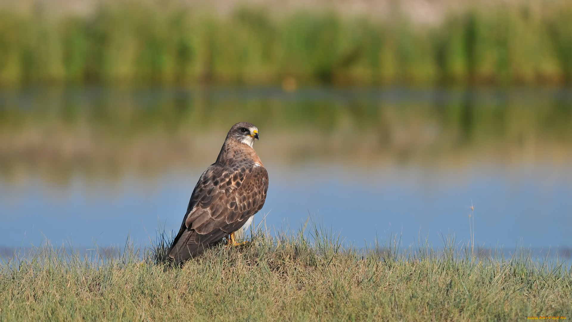 животные, птицы, хищники, птица, вода, трава, река, ястреб