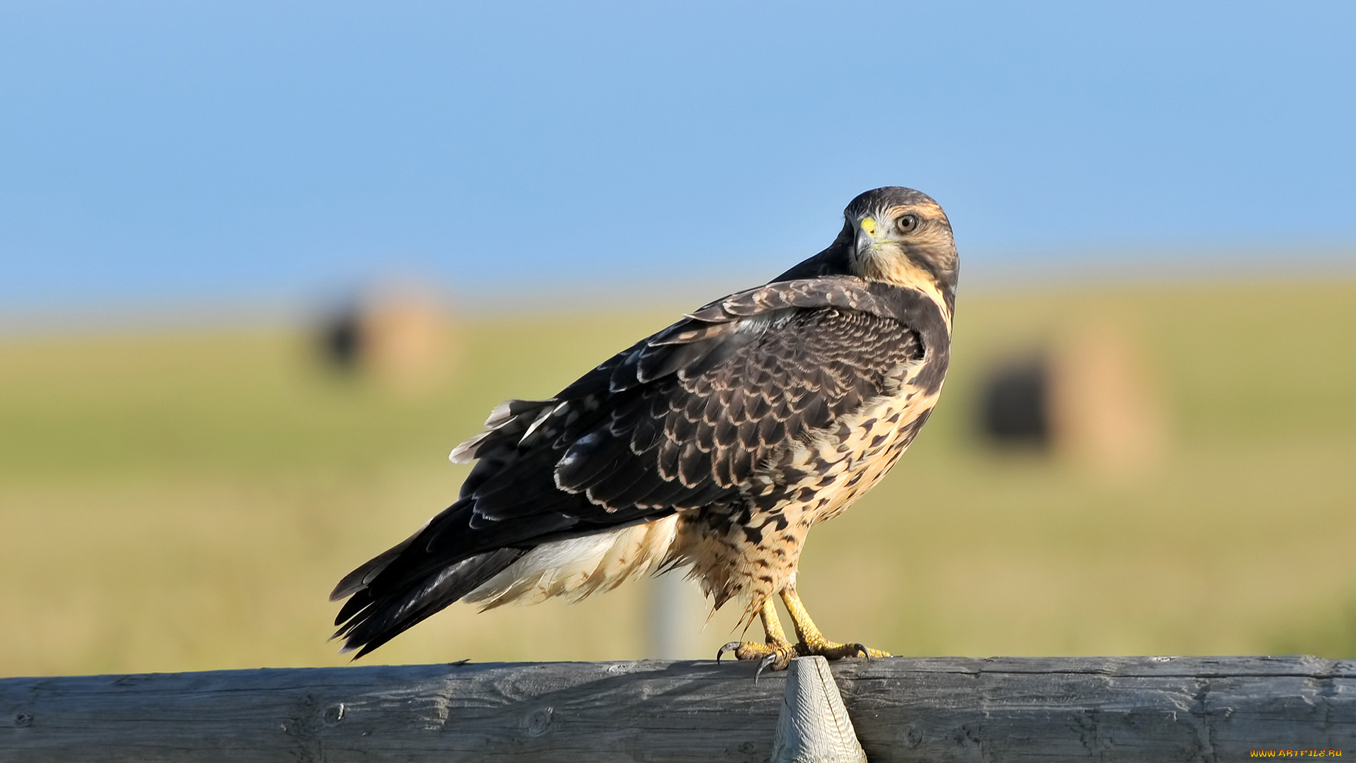 животные, птицы, хищники, ястреб, деревяшка, бревно
