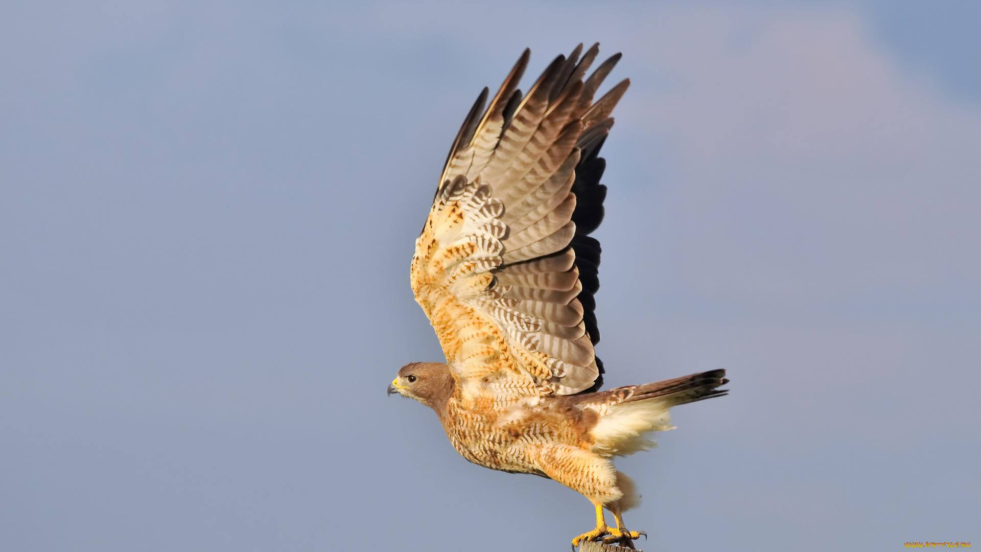 животные, птицы, хищники, ястреб, крылья, столб, птица