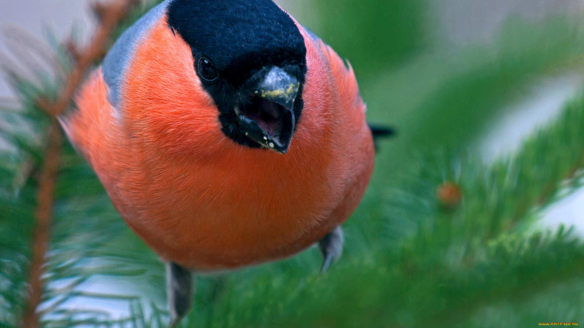 животные, снегири, птица