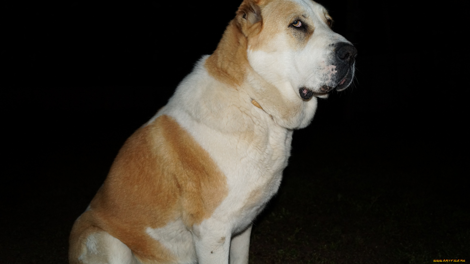 животные, собаки, алабай, волкодав, ночь