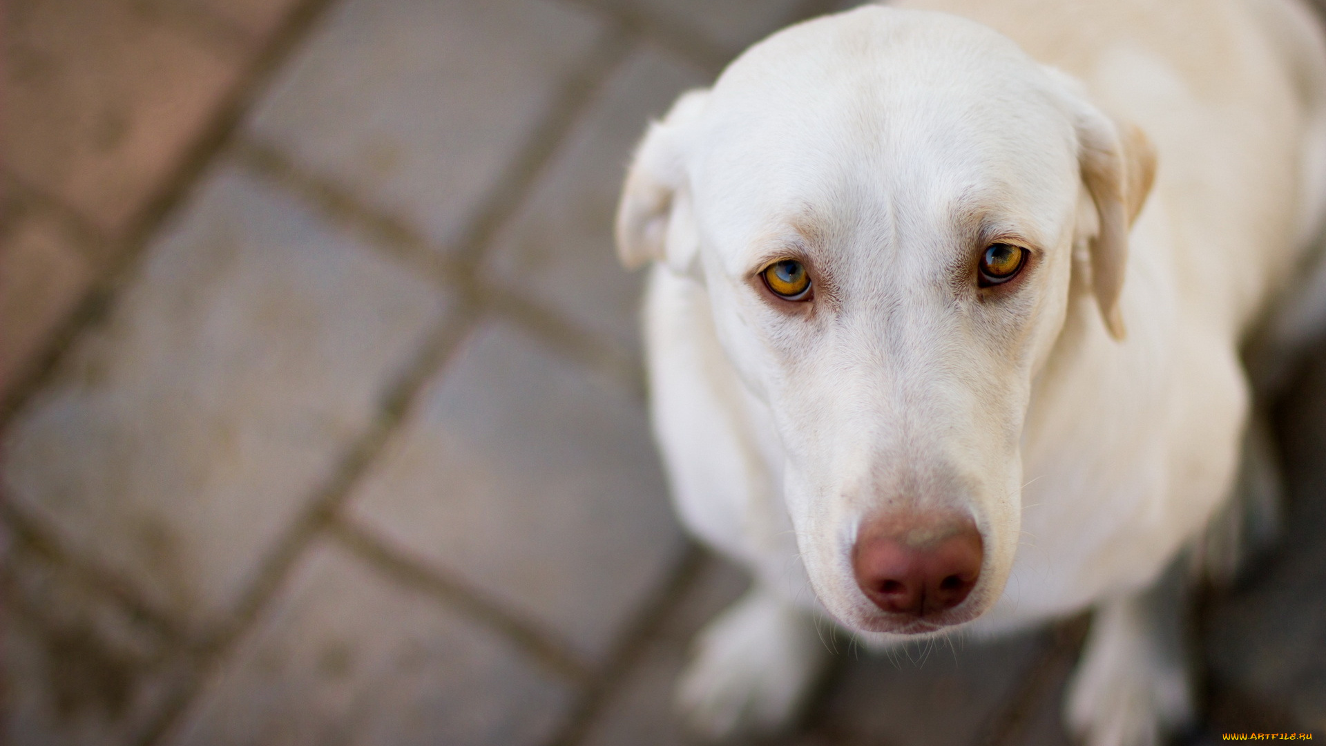 животные, собаки, друг, взгляд