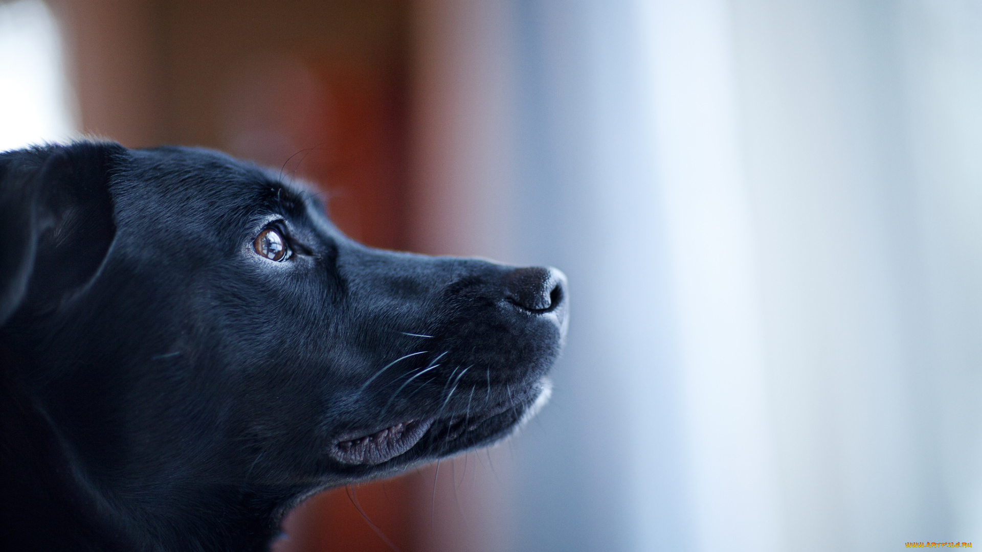 животные, собаки, смотрит, собака, чёрная, морда