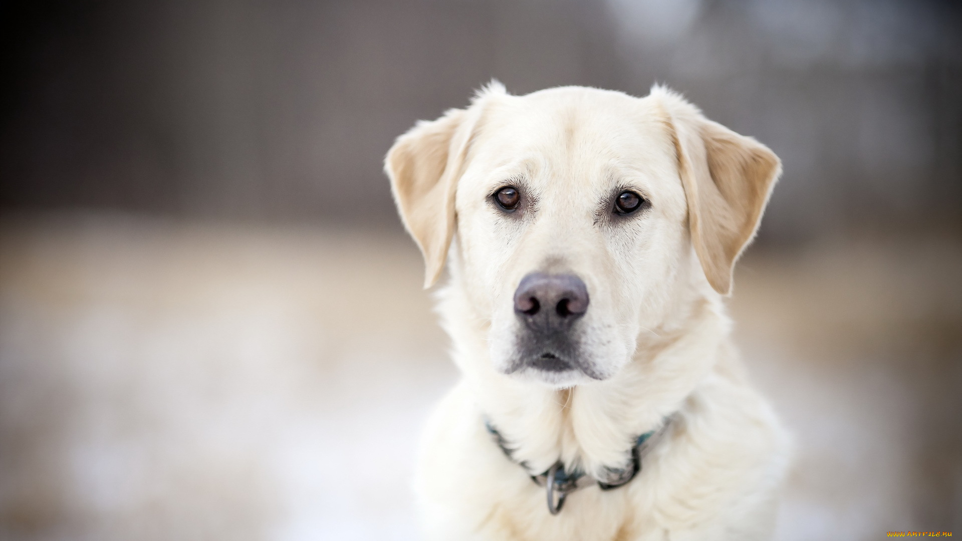 животные, собаки, собака