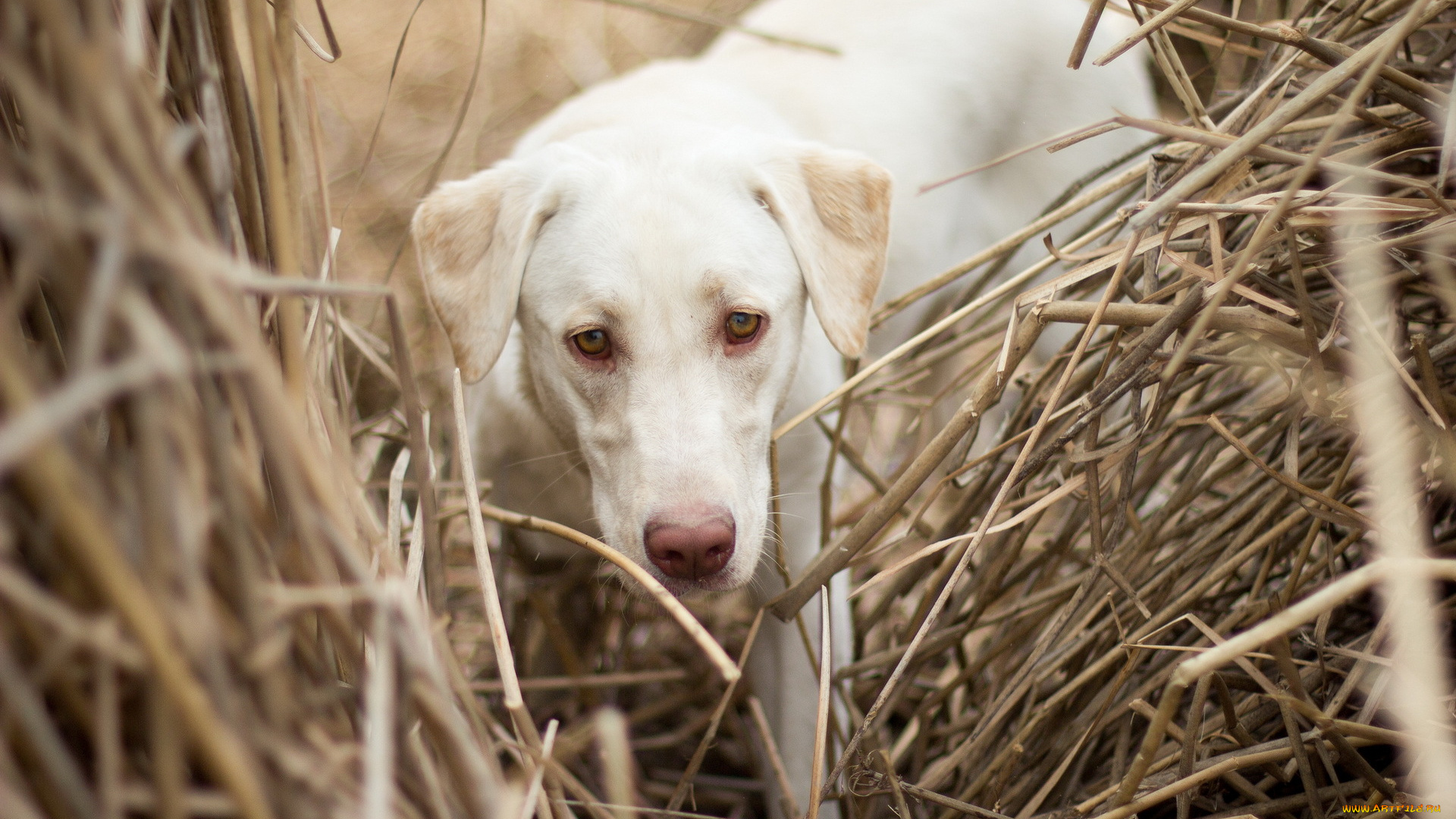 животные, собаки, собака, поле, фон