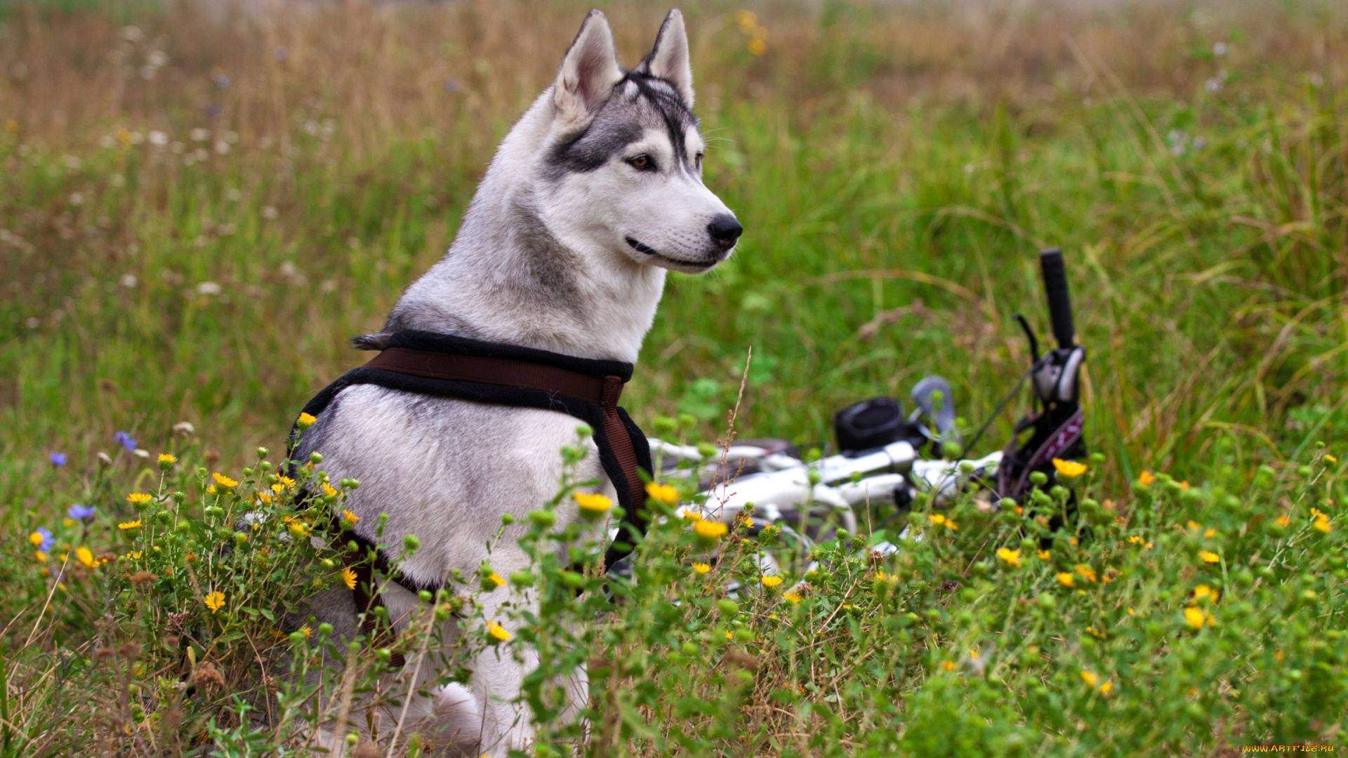 животные, собаки, велосипед, цветы, поле, маламут
