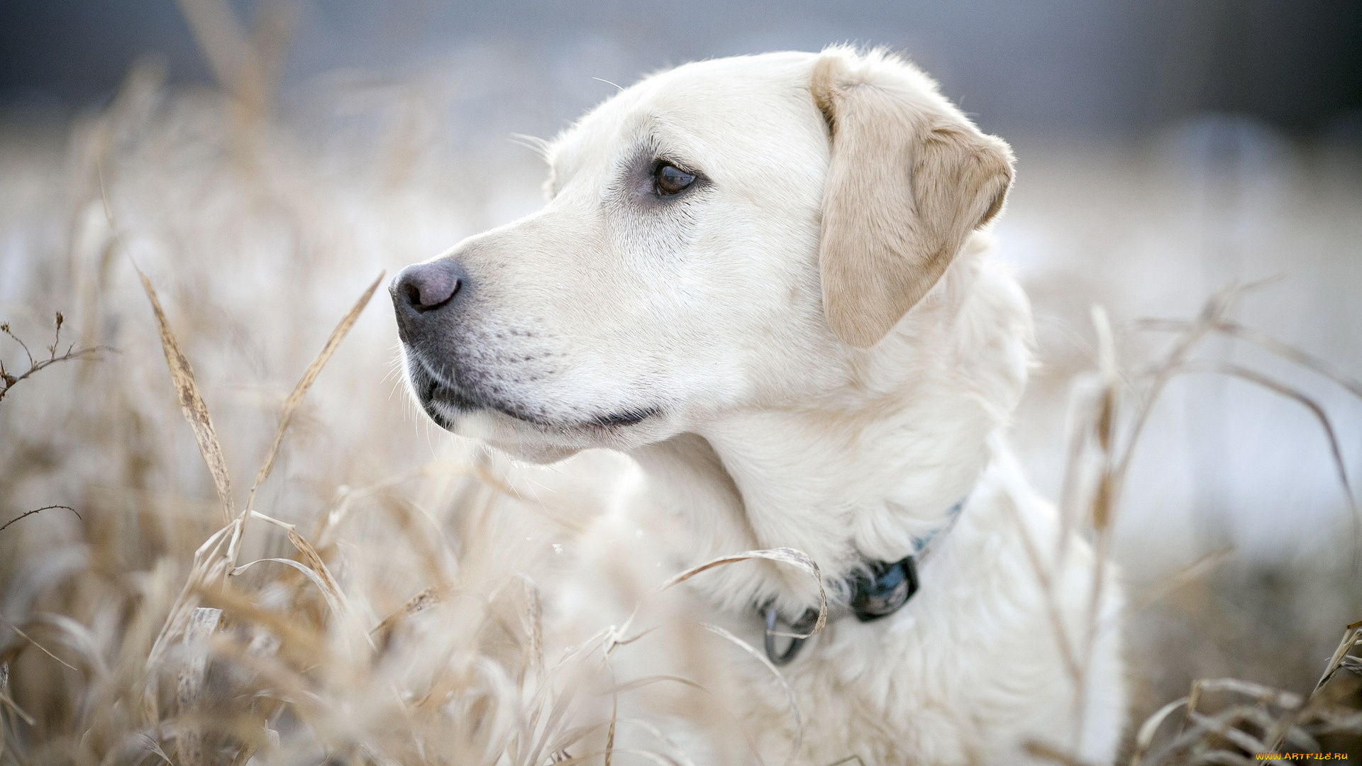 животные, собаки, взгляд, собака, друг